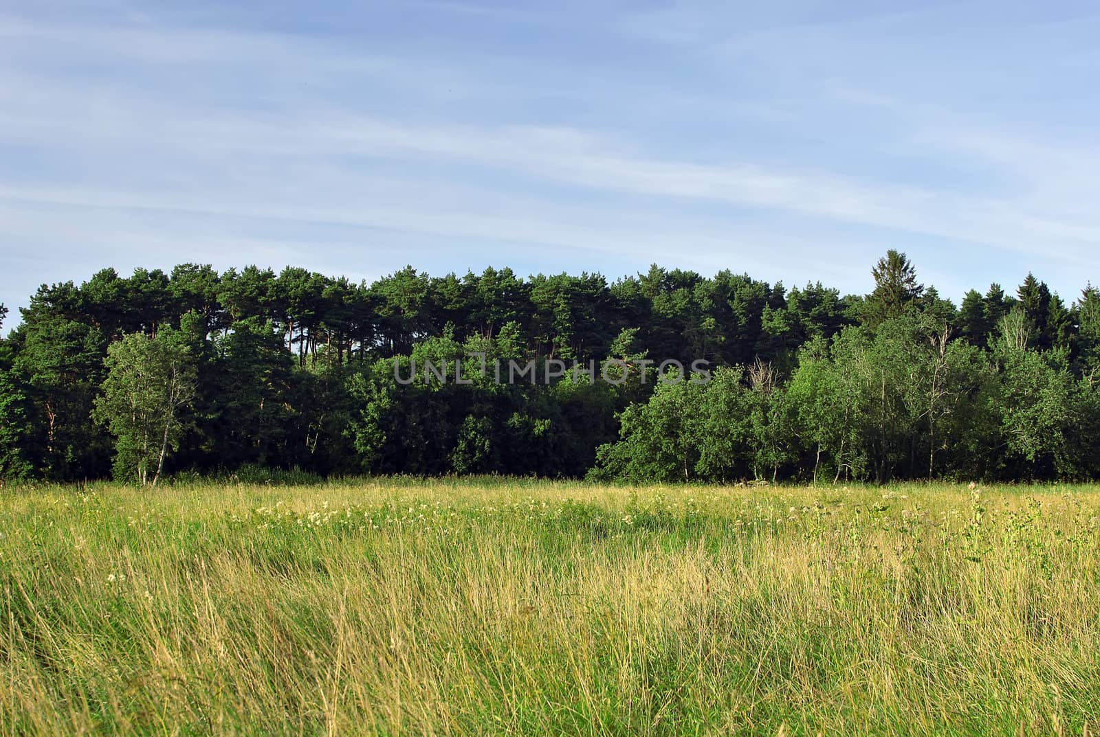 Field near the forest.