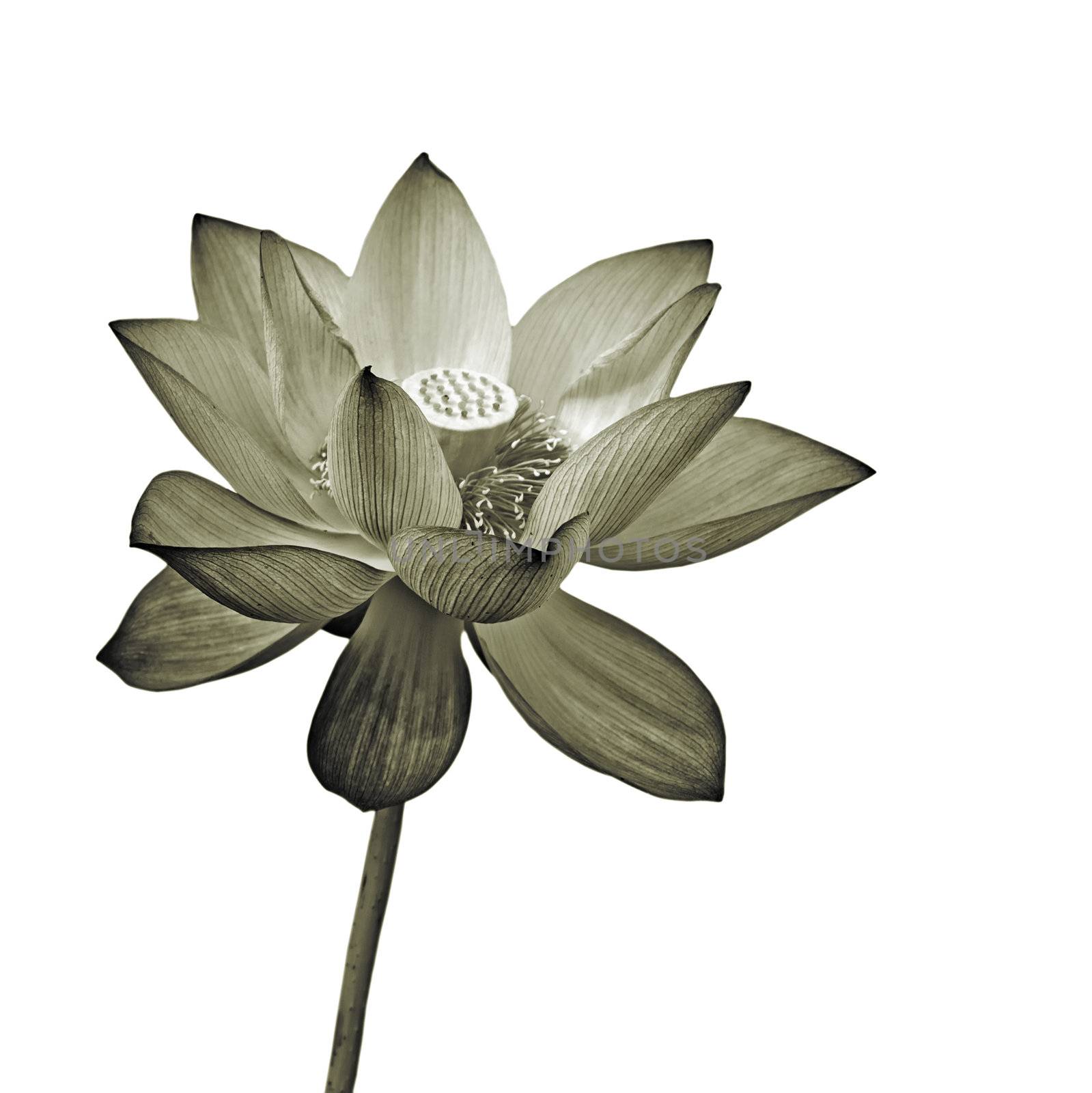 Lotus flower, isolated flora object on white background.
