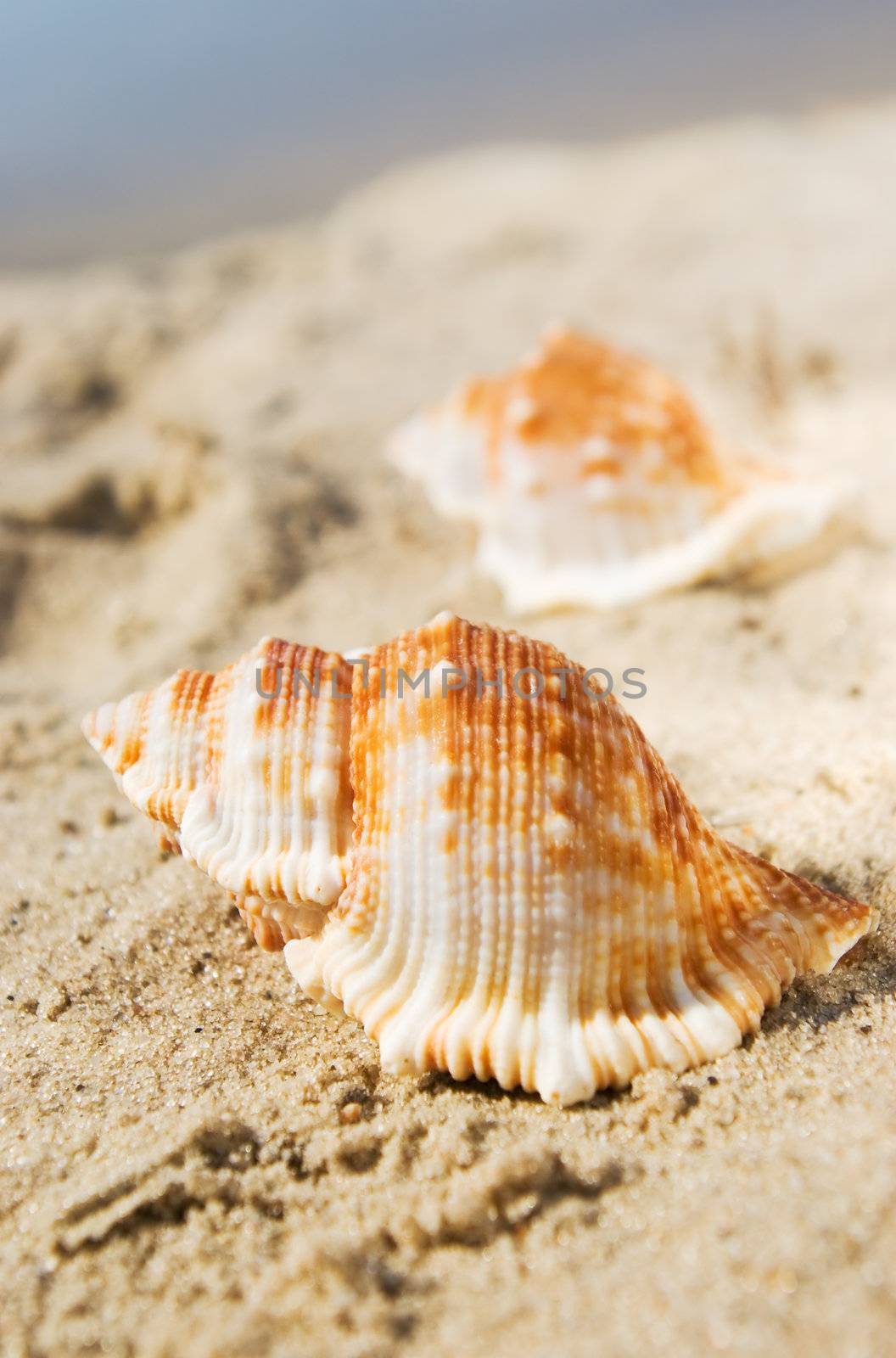 Shell in the sand at the beach, focus on the shell. 