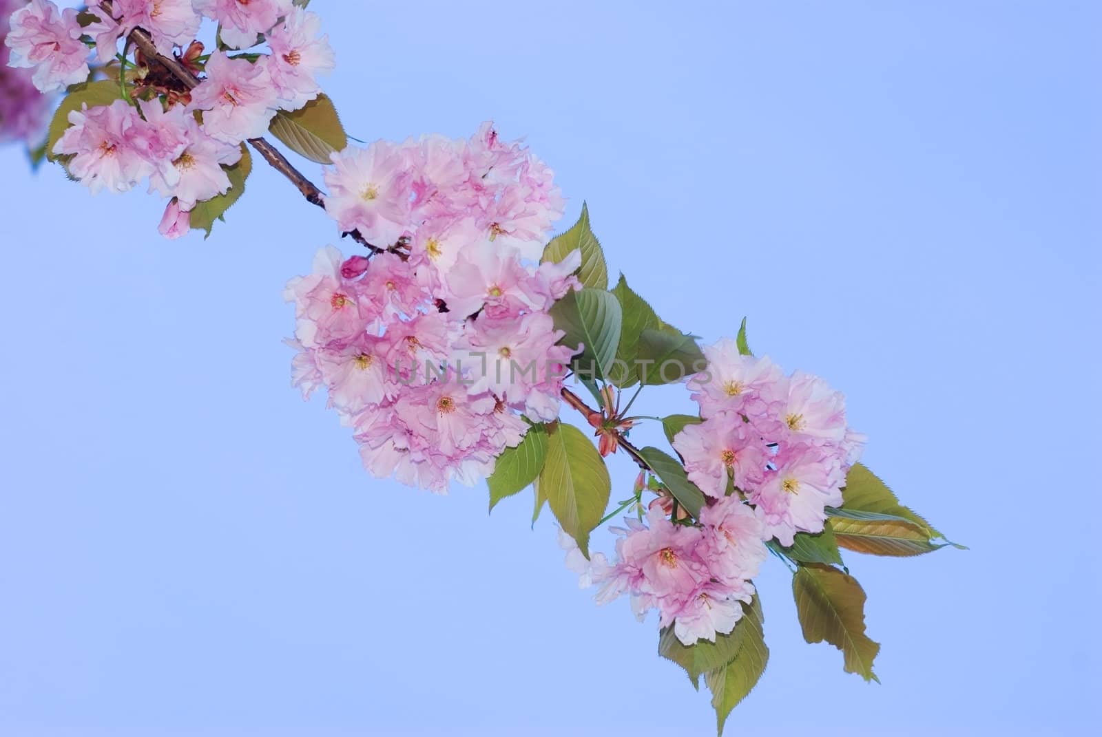 Cherry blossom by vrvalerian