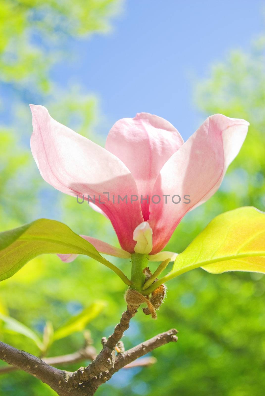 purple magnolia flowers on clear sky 