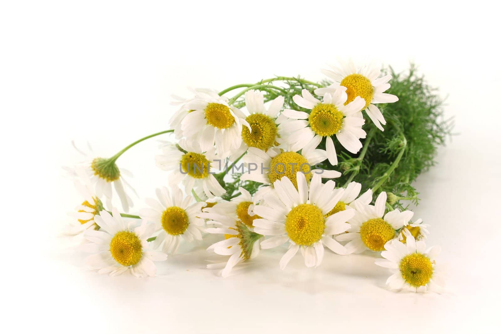 a bouquet of fresh chamomile flowers on a white background