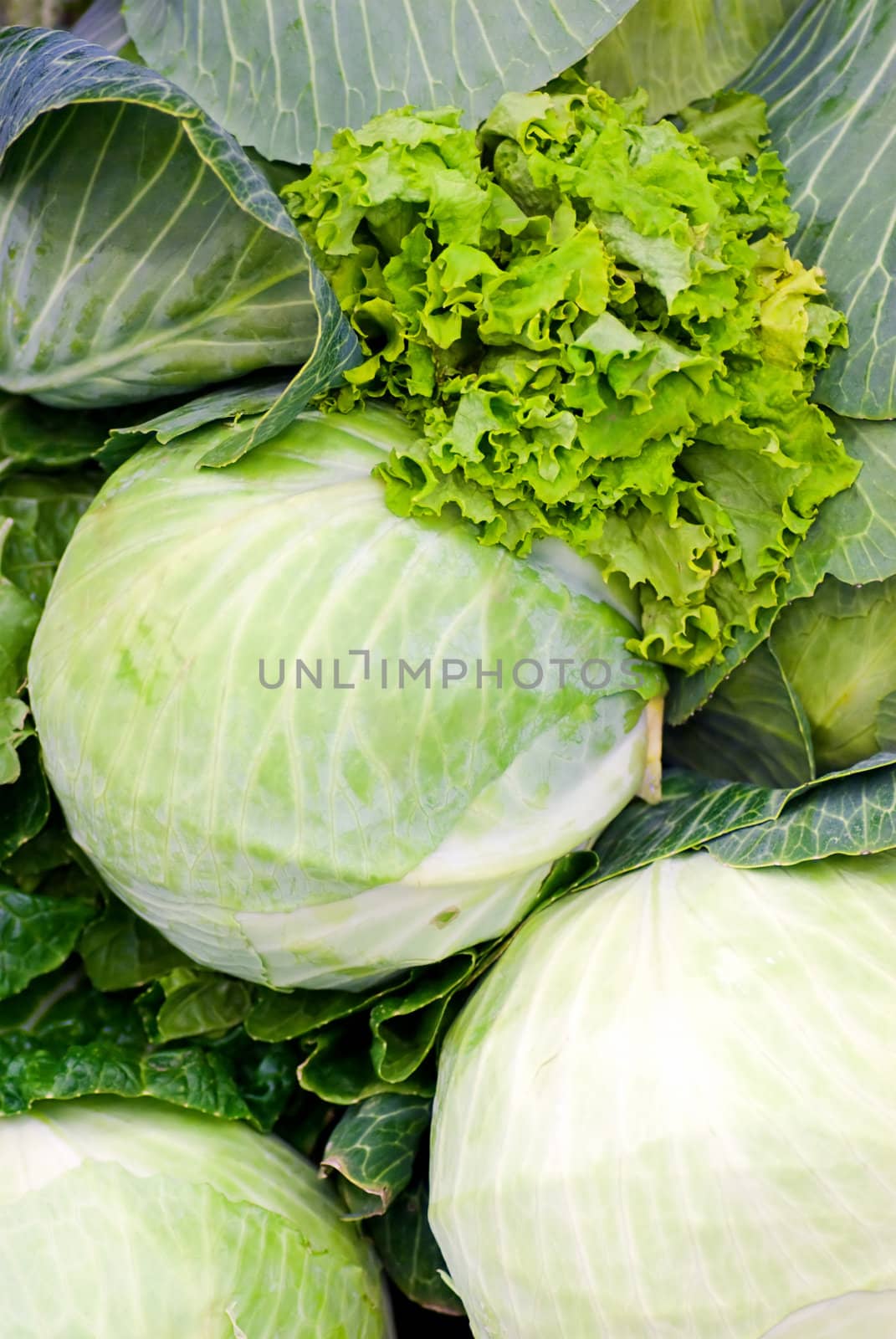 Fresh natural cabbage Heads 
 to background . 
