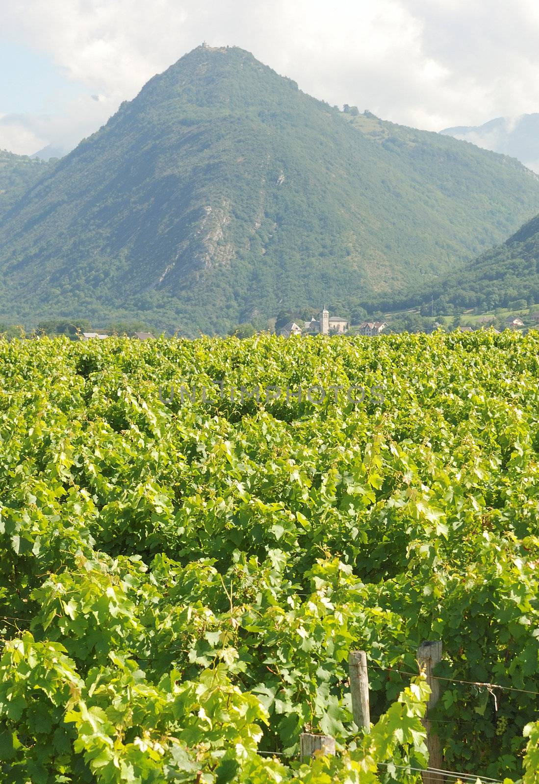 Vineyard in Isere