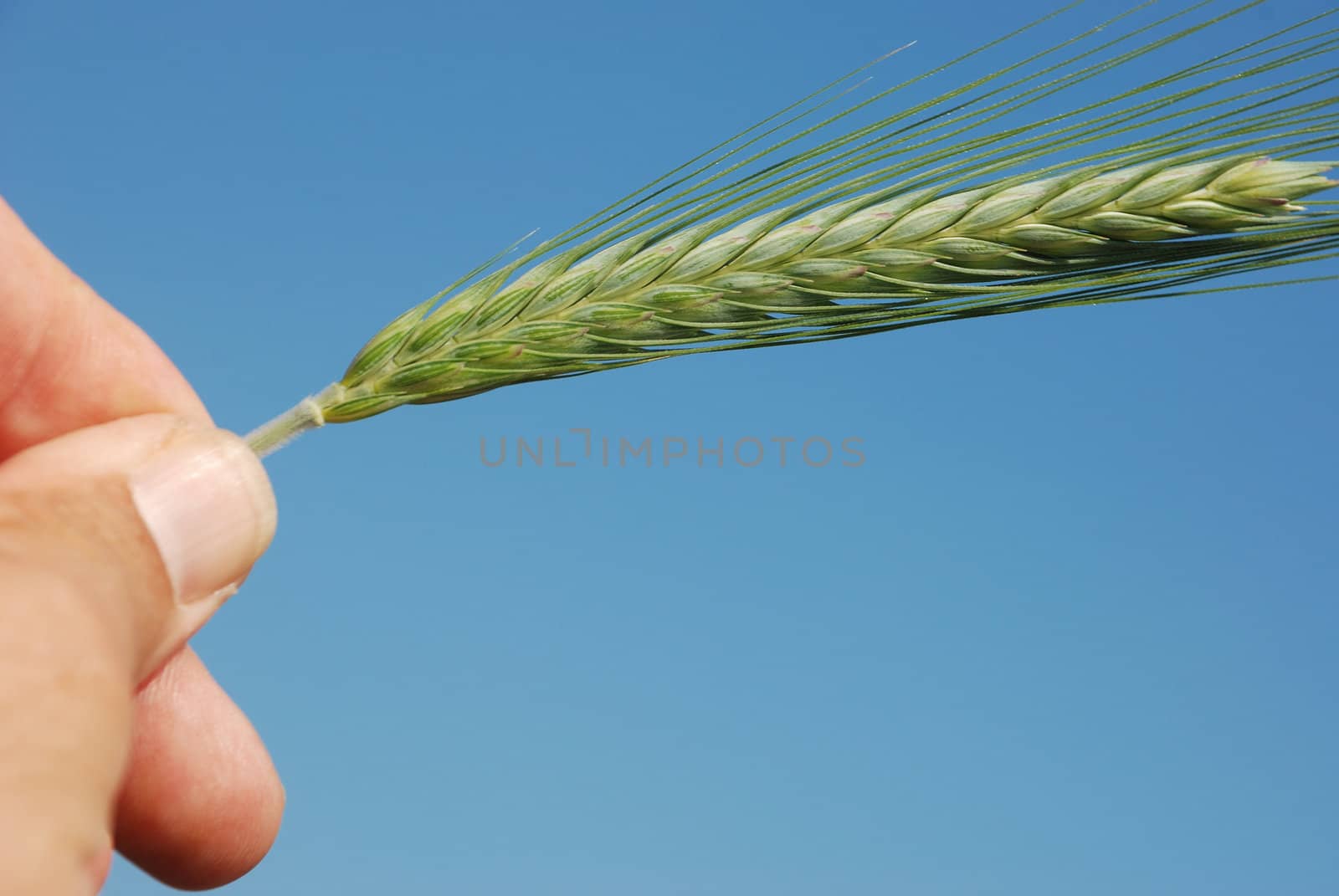 A field of  barley.