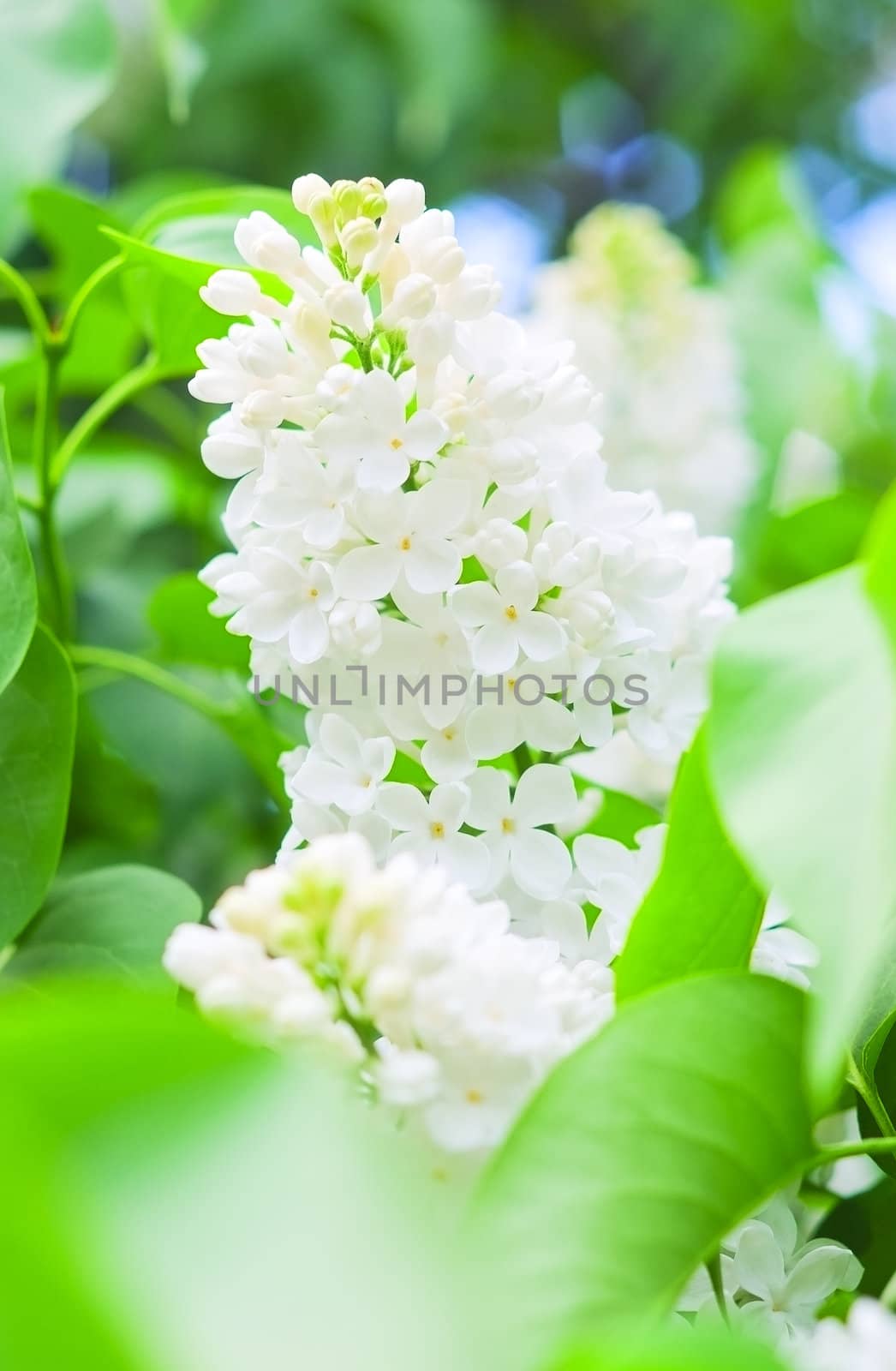 a branch of white blossoms of lilacs