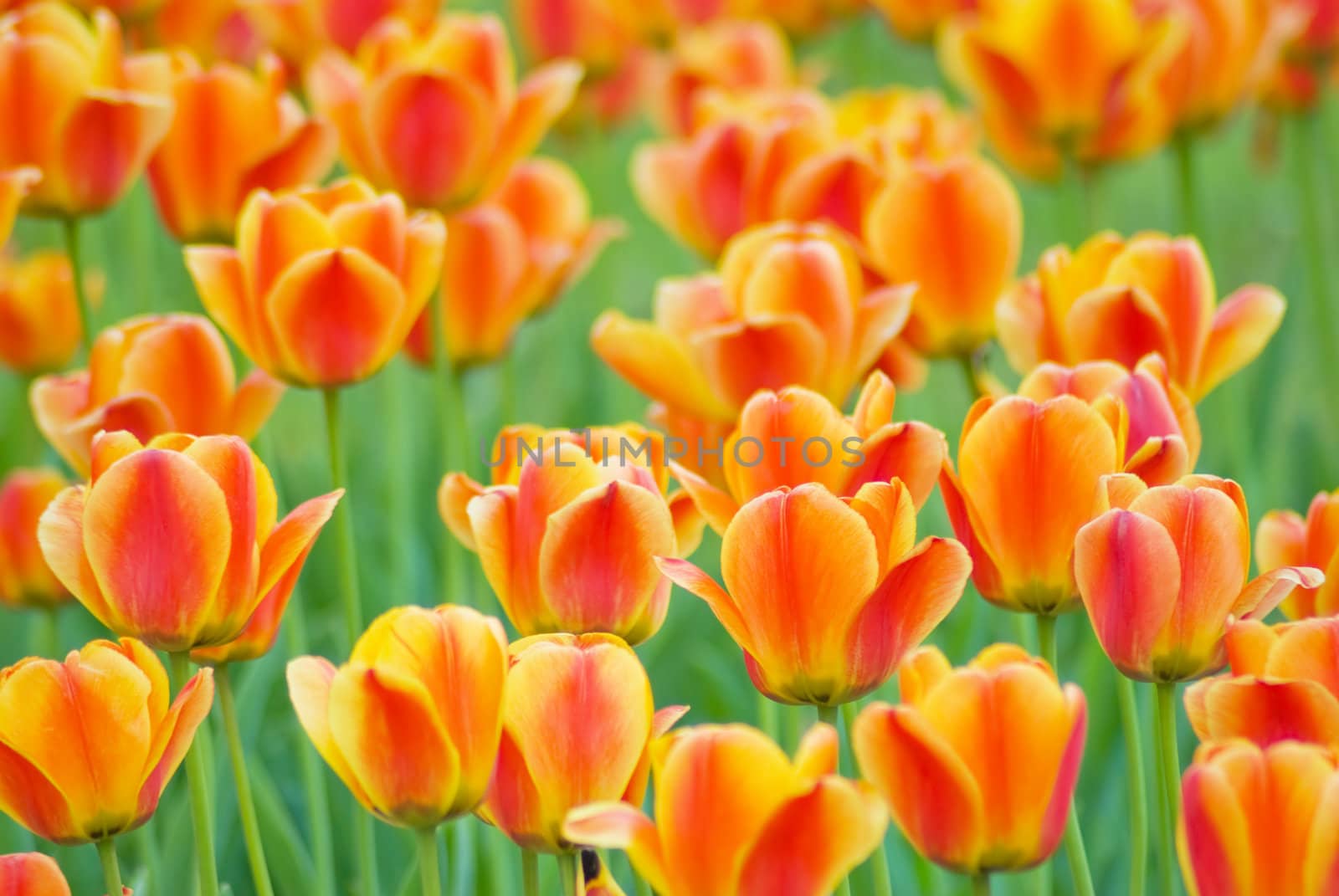 Yellow Tulips by vrvalerian