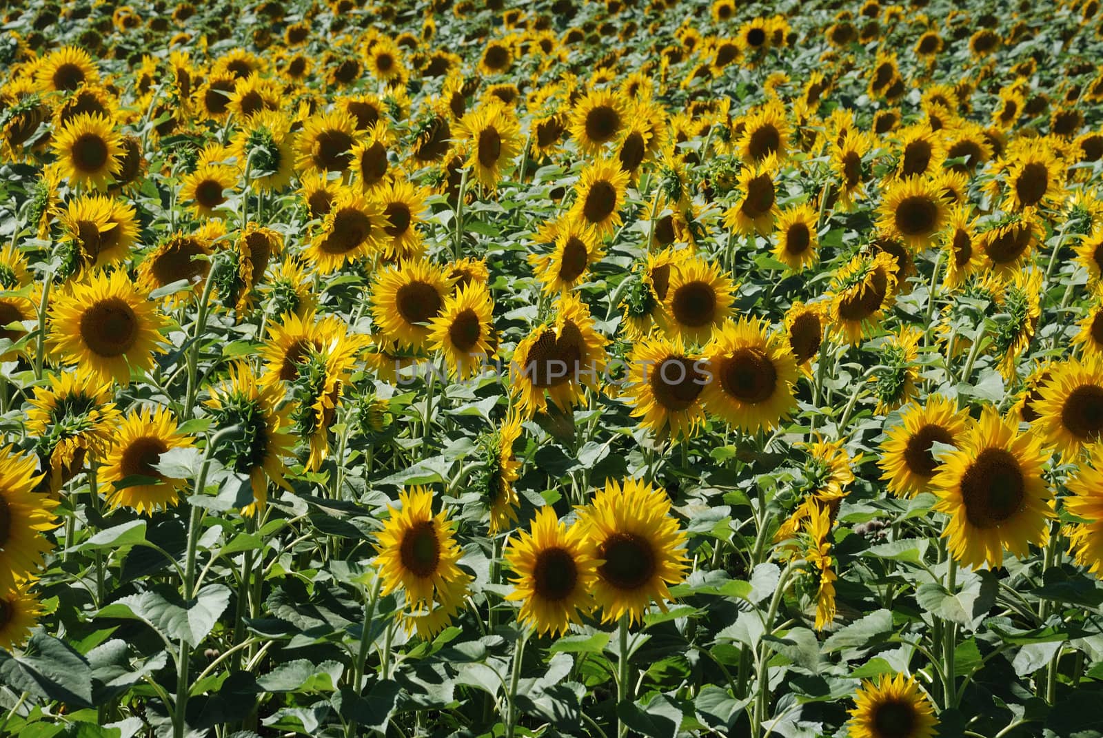 sun flower field 