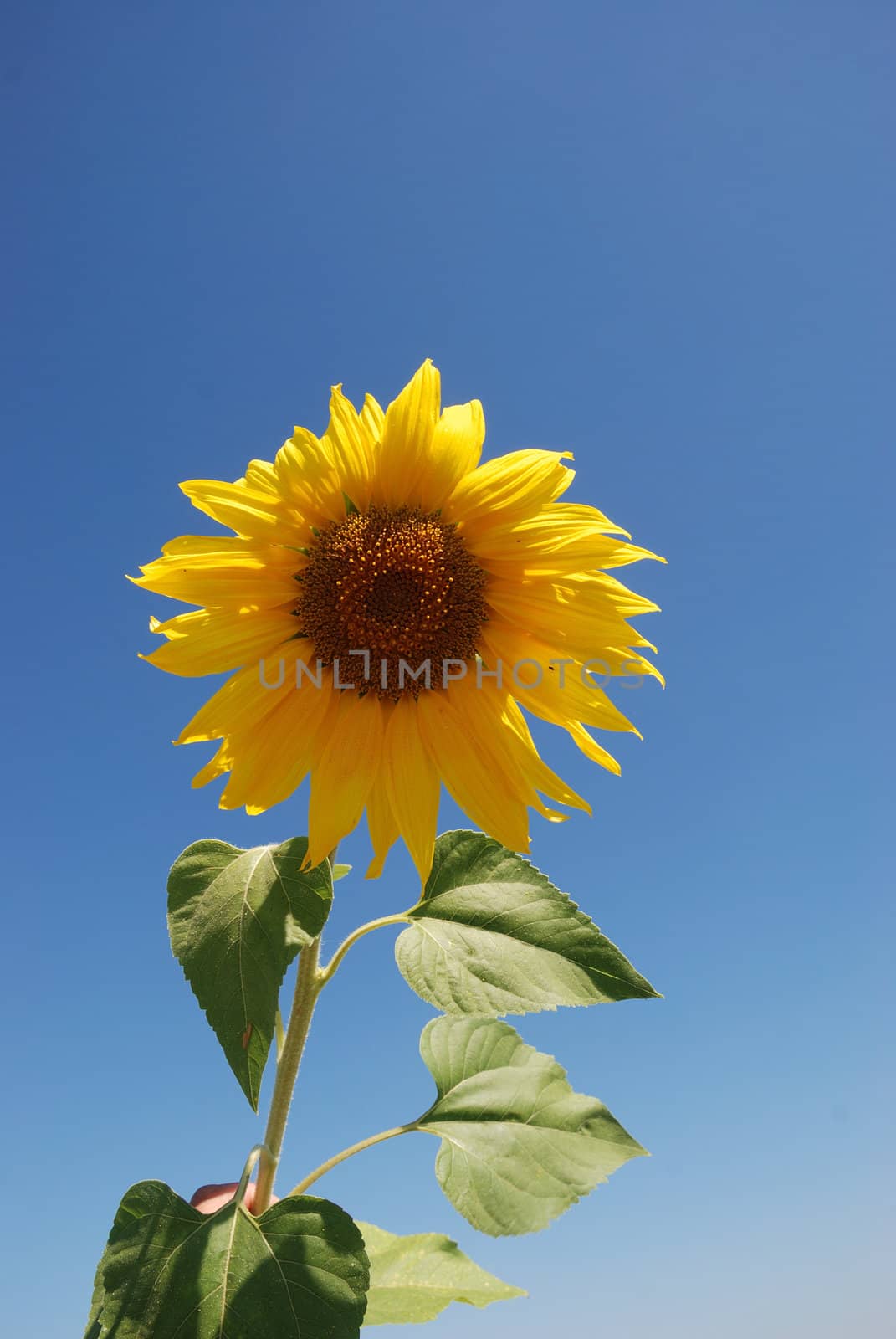 sun flower field 