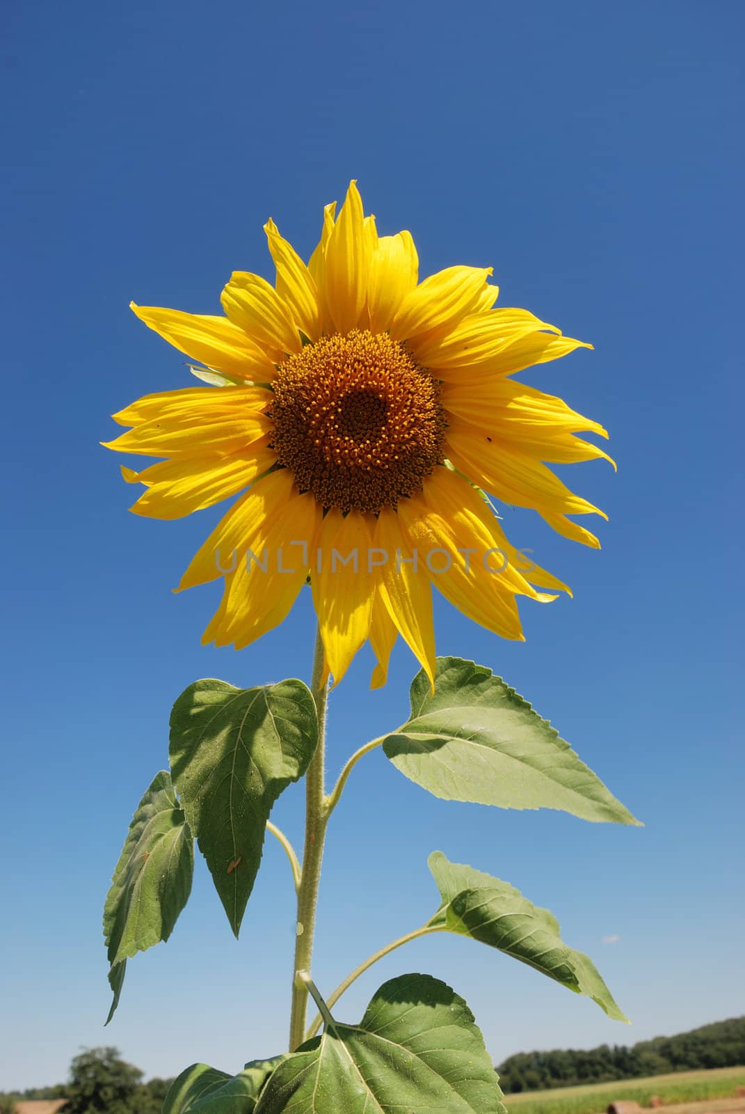 sun flower field 