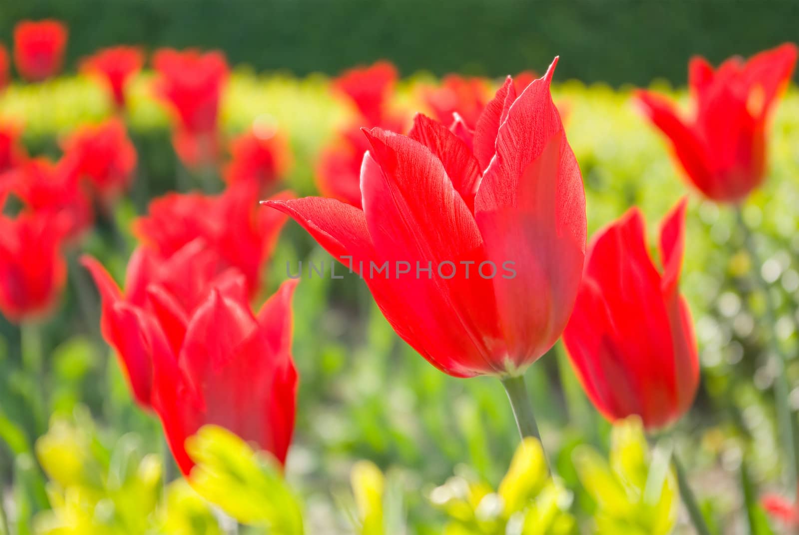 Red  Tulips flower shot from below close up with tulip background pattern 