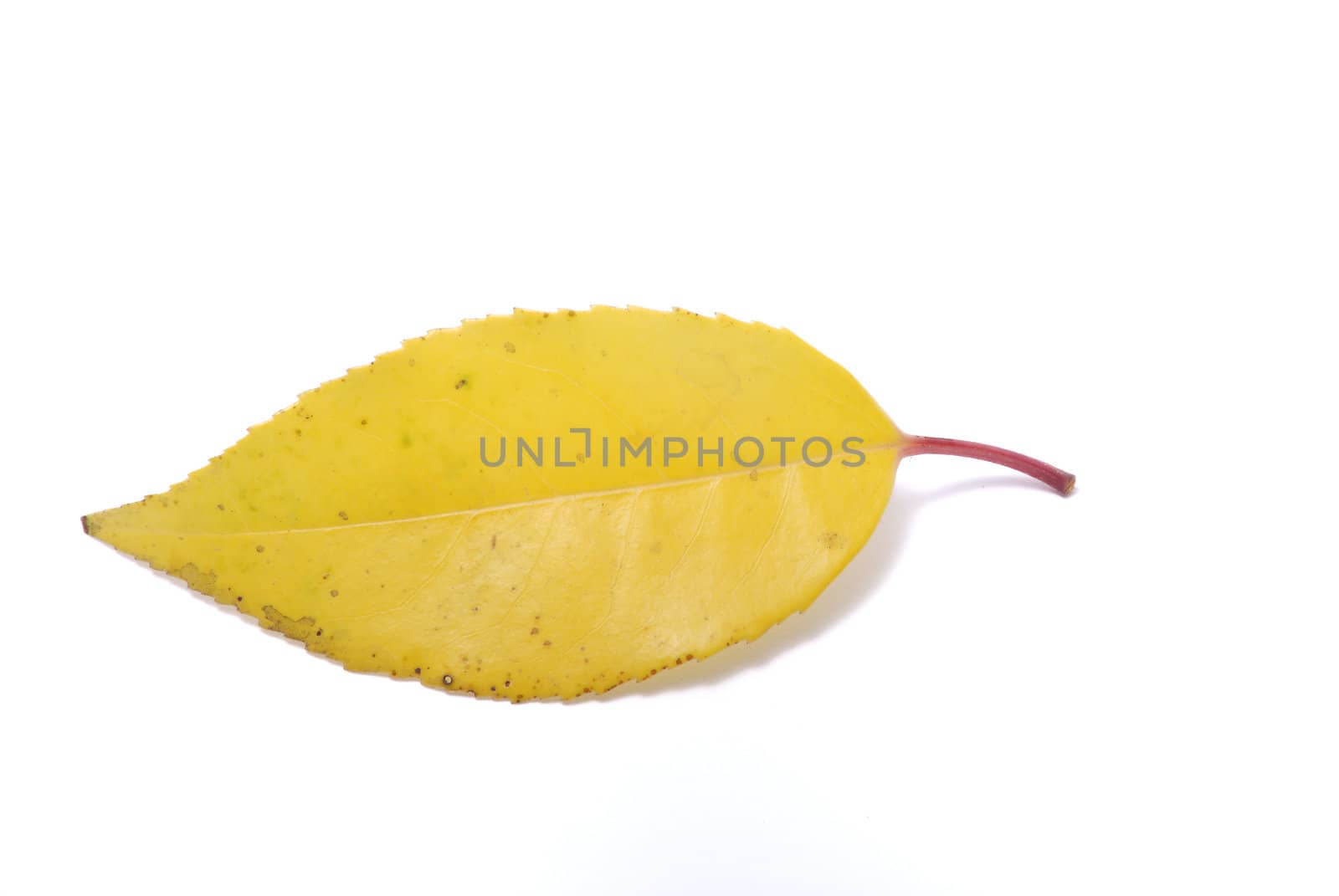 Leaf on a white background