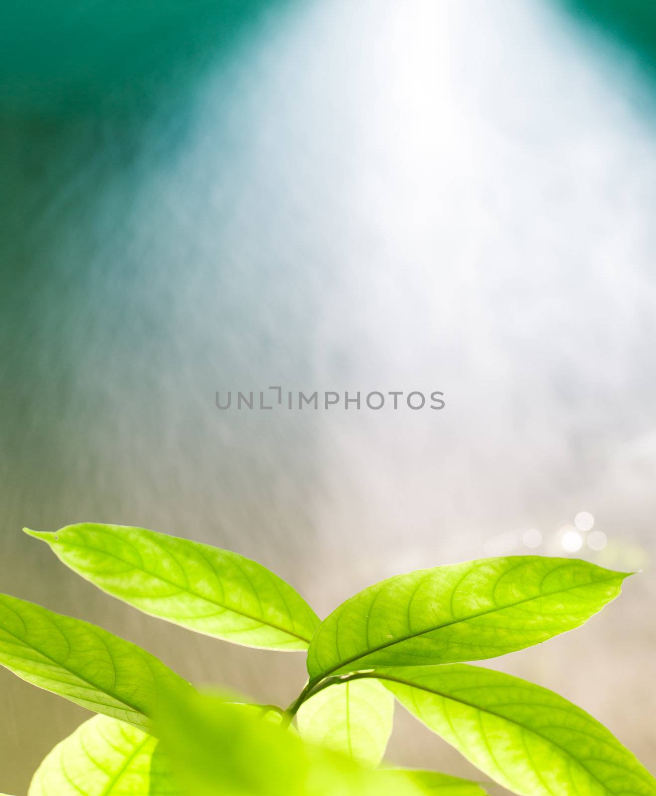 leaves with water spray by Suriyaphoto