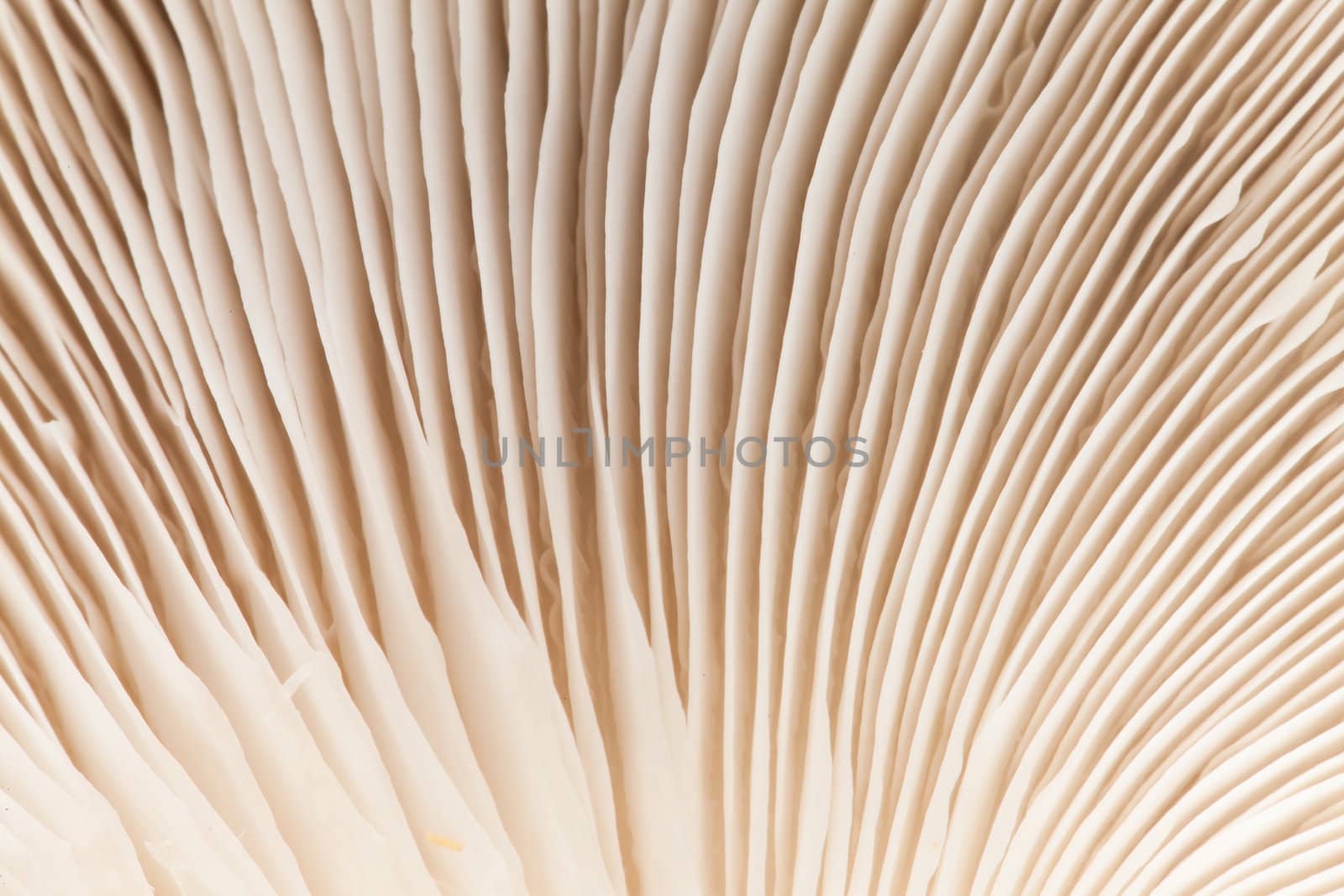 Close up mushroom by Suriyaphoto