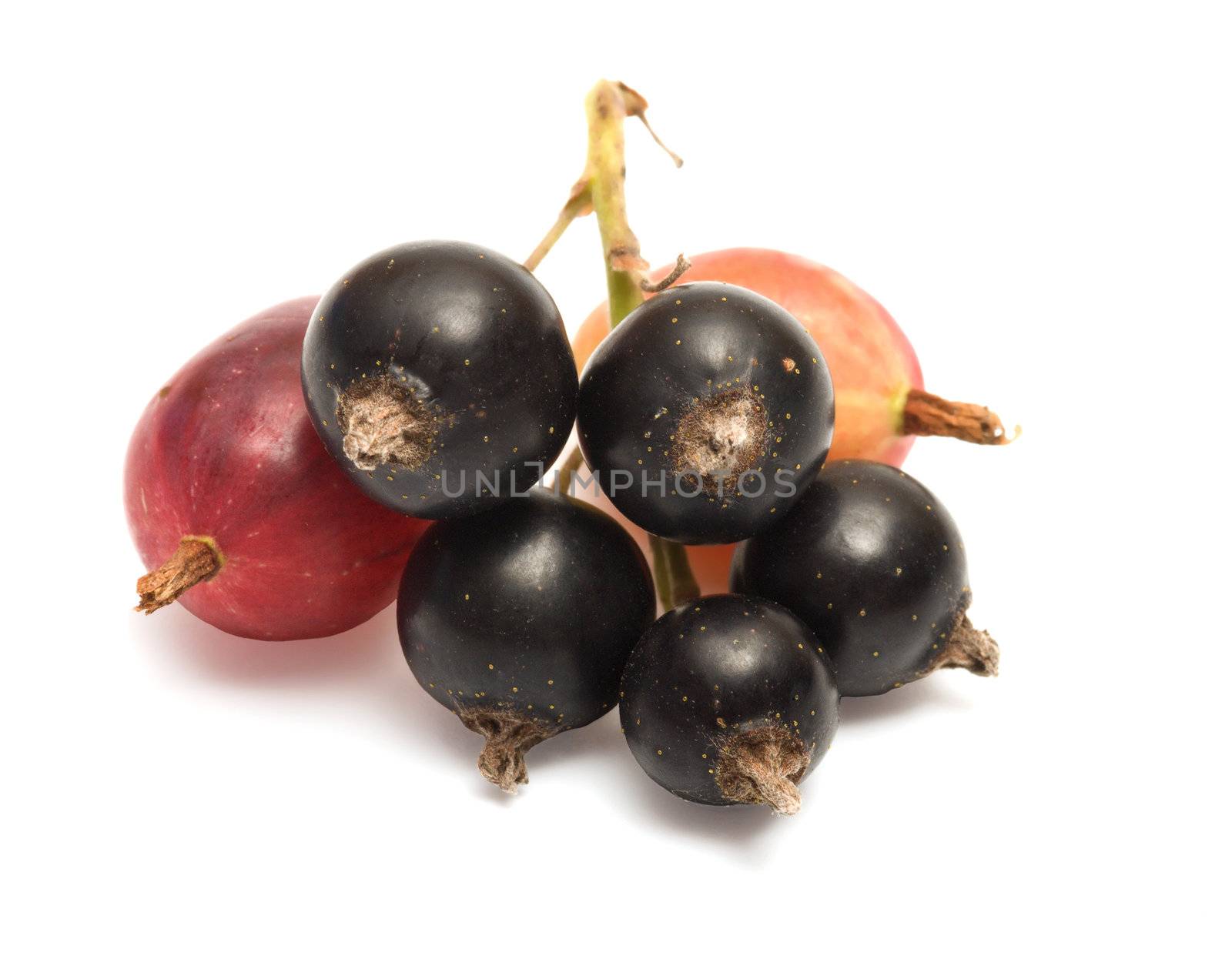 Gooseberries and black  currants on a white background.