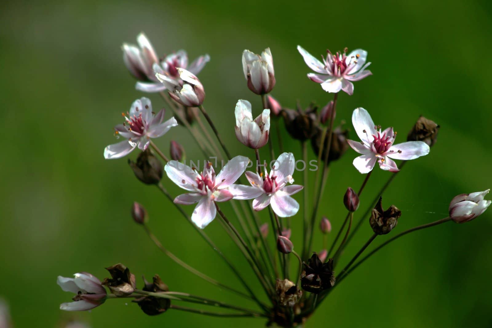 Wild flowers in early morning