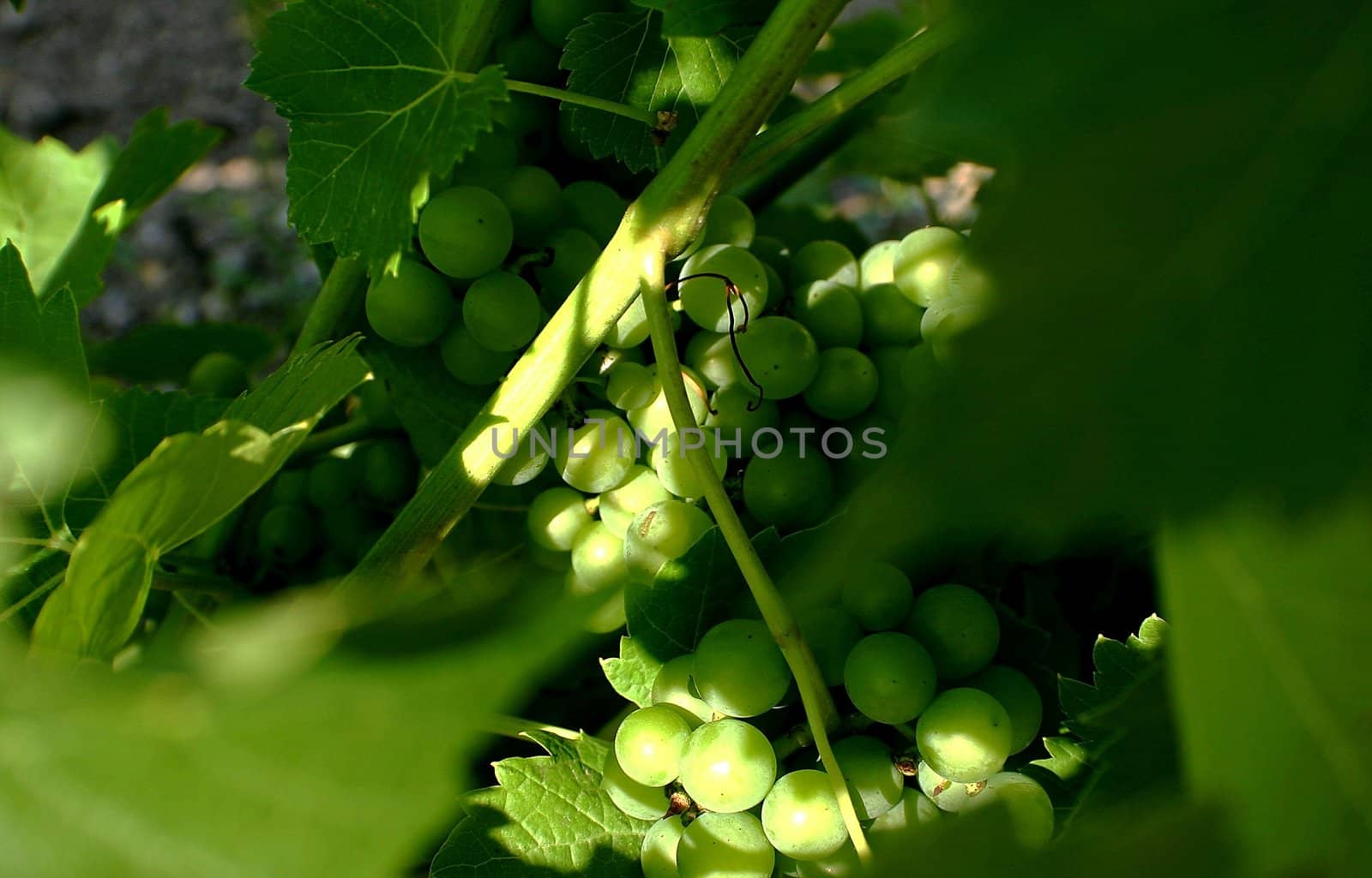 Wine making grapes hanging on a vine branch