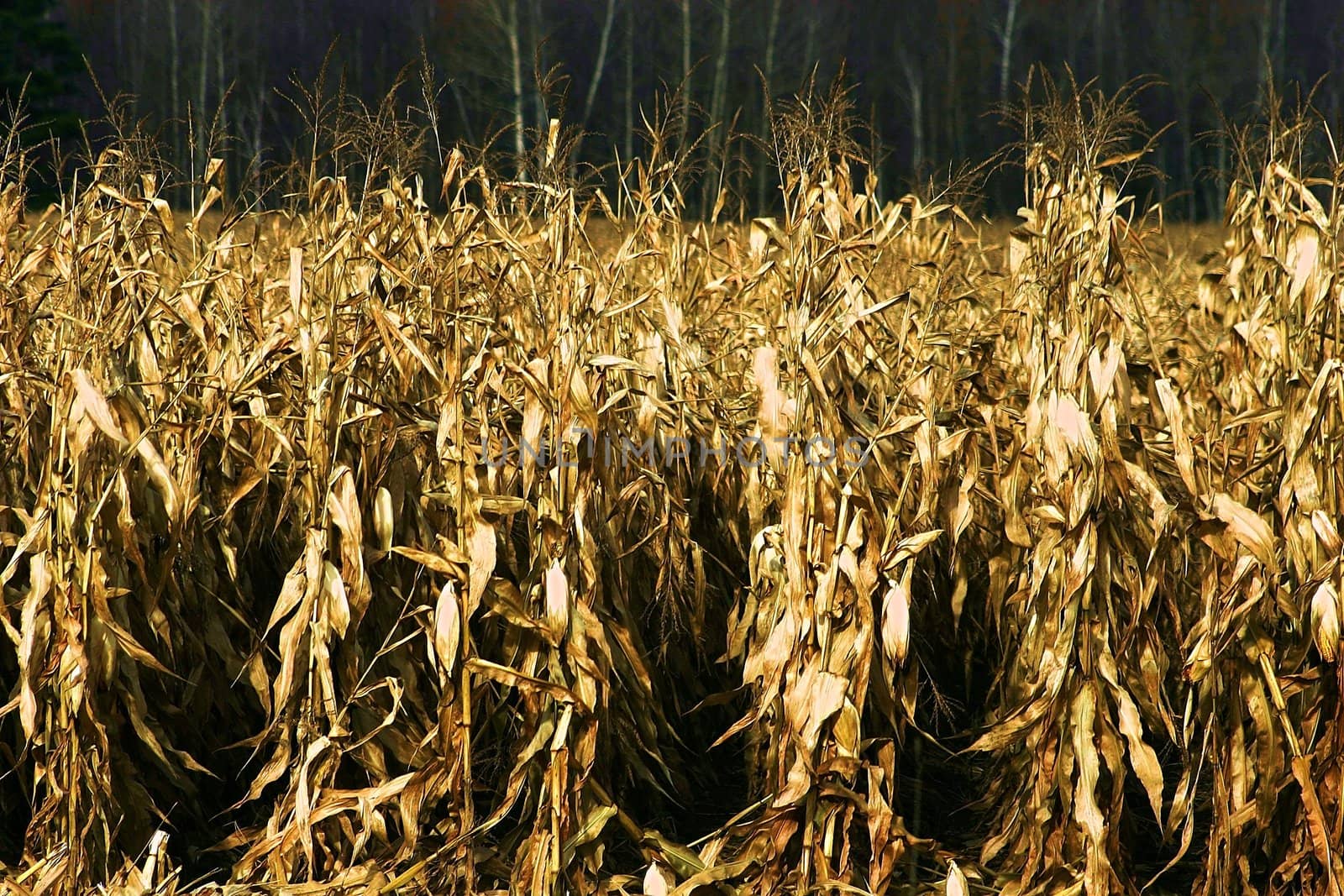 Road side dried corn field in the fall