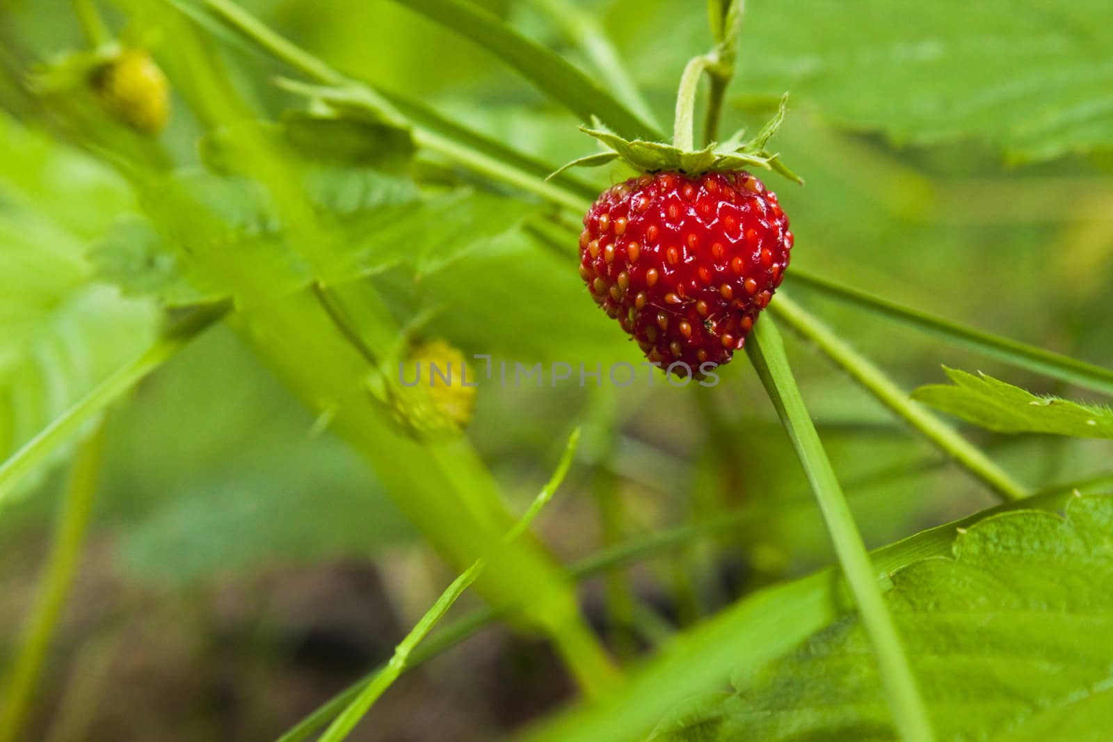Close up detail of fresh ripe strawberries with Strawberry plant in background