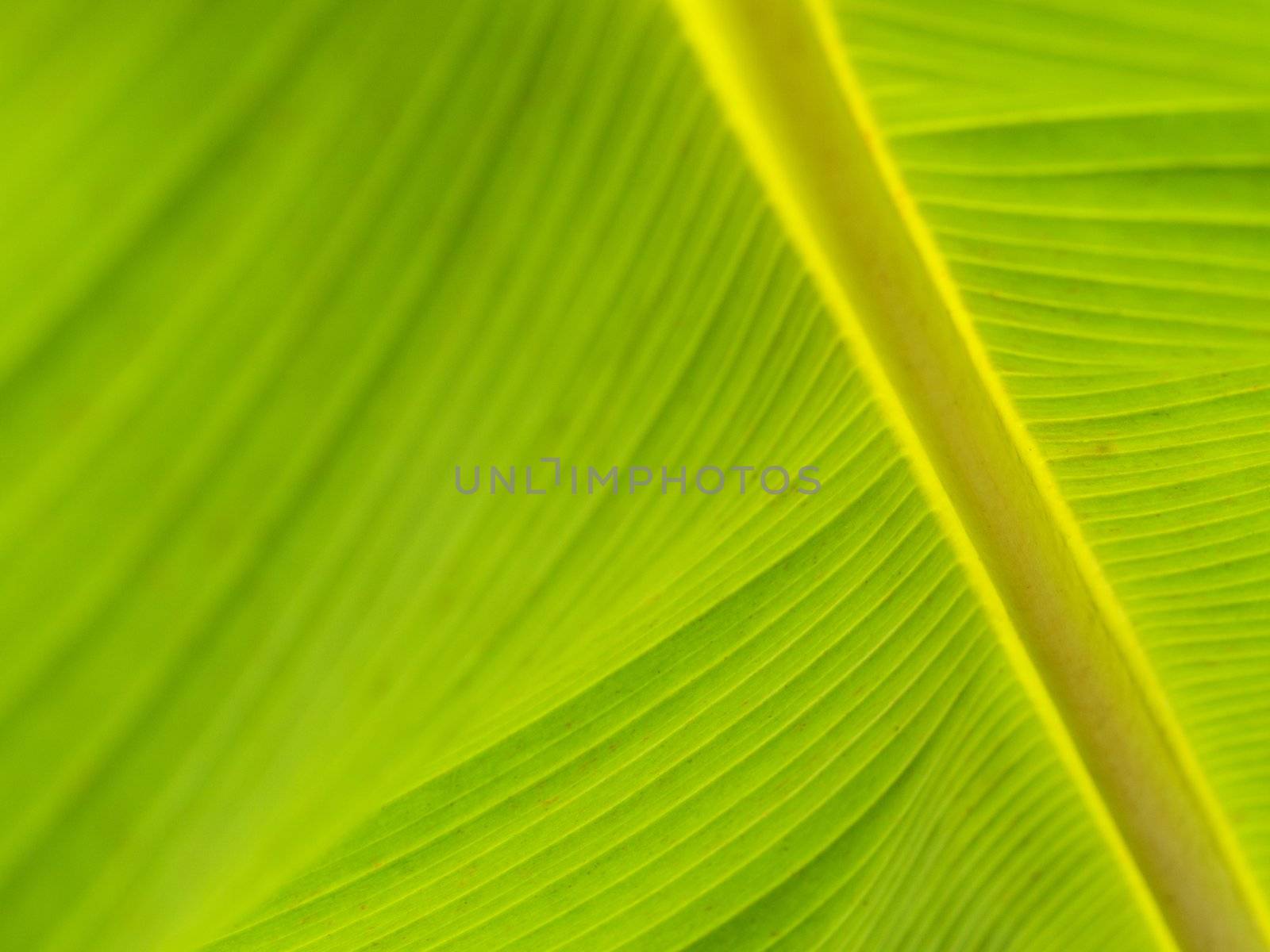 Macro of a banana leaf against the sun
