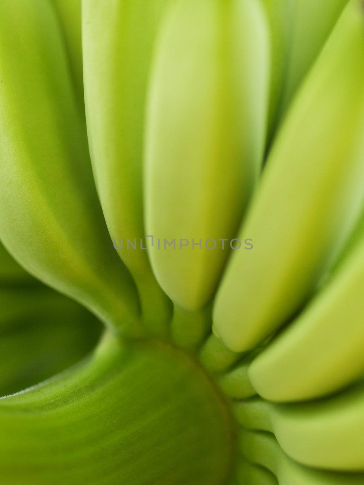 Close up of fresh bananas on their tree