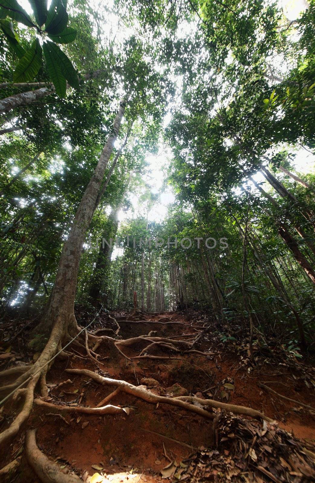 Trail with rope for jungle trekking in the tropical forest in Malaysia