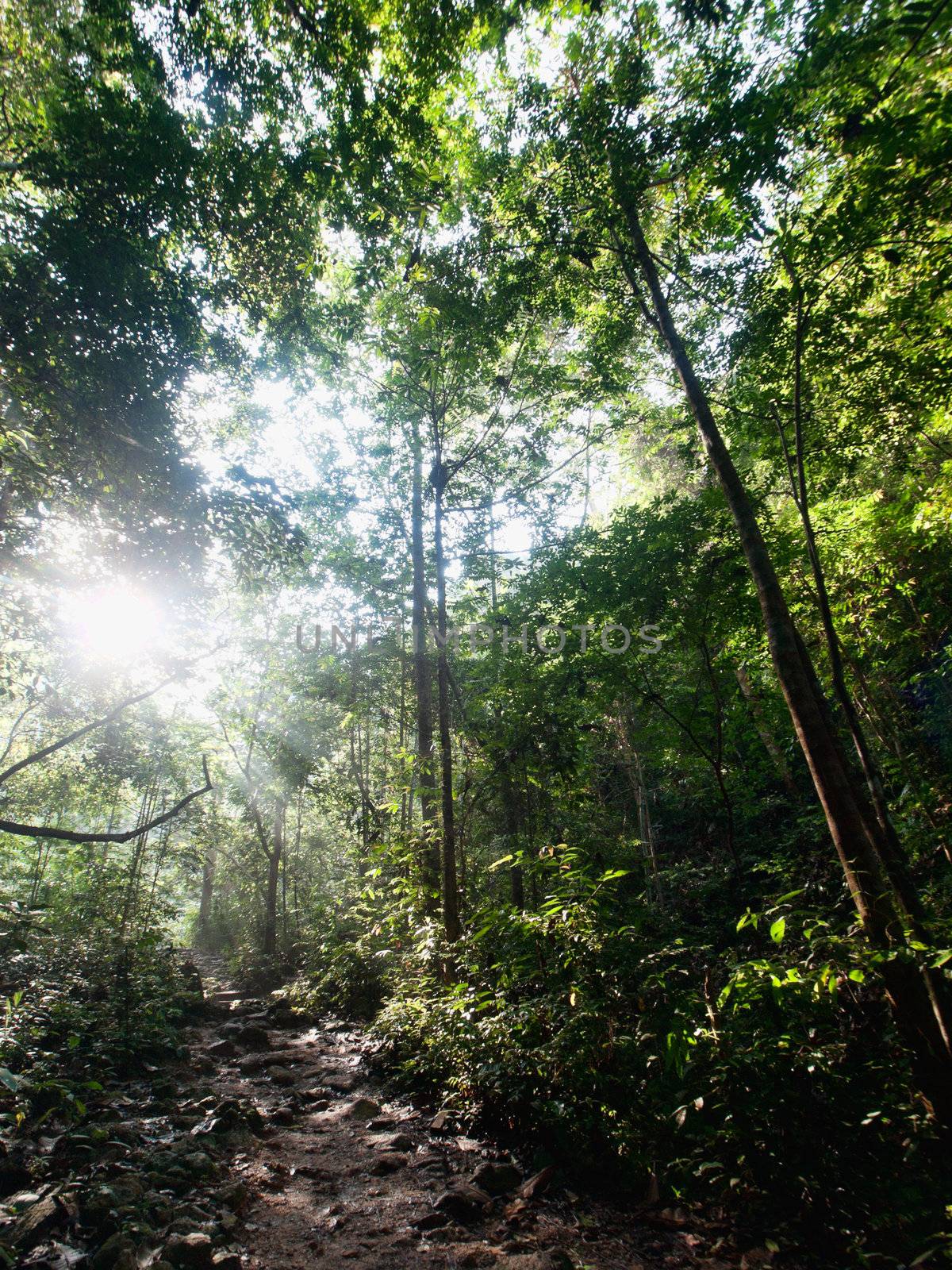 Trail  in the tropical forest in Malaysia with sun shining on path