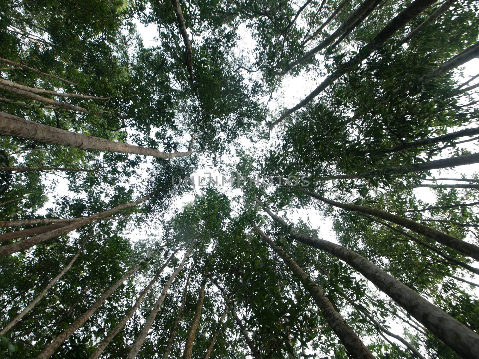 Ground view inside a tropical forest in Malaysia