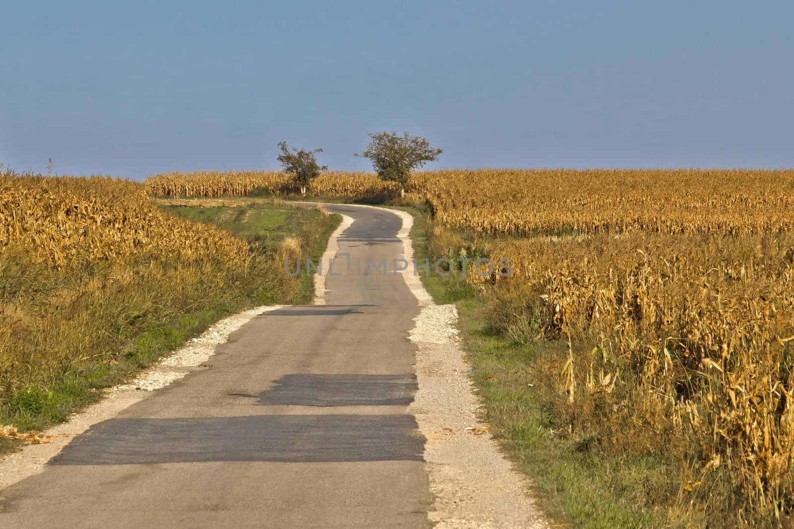 Beautiful countryside road through golden cornfields under blue sky