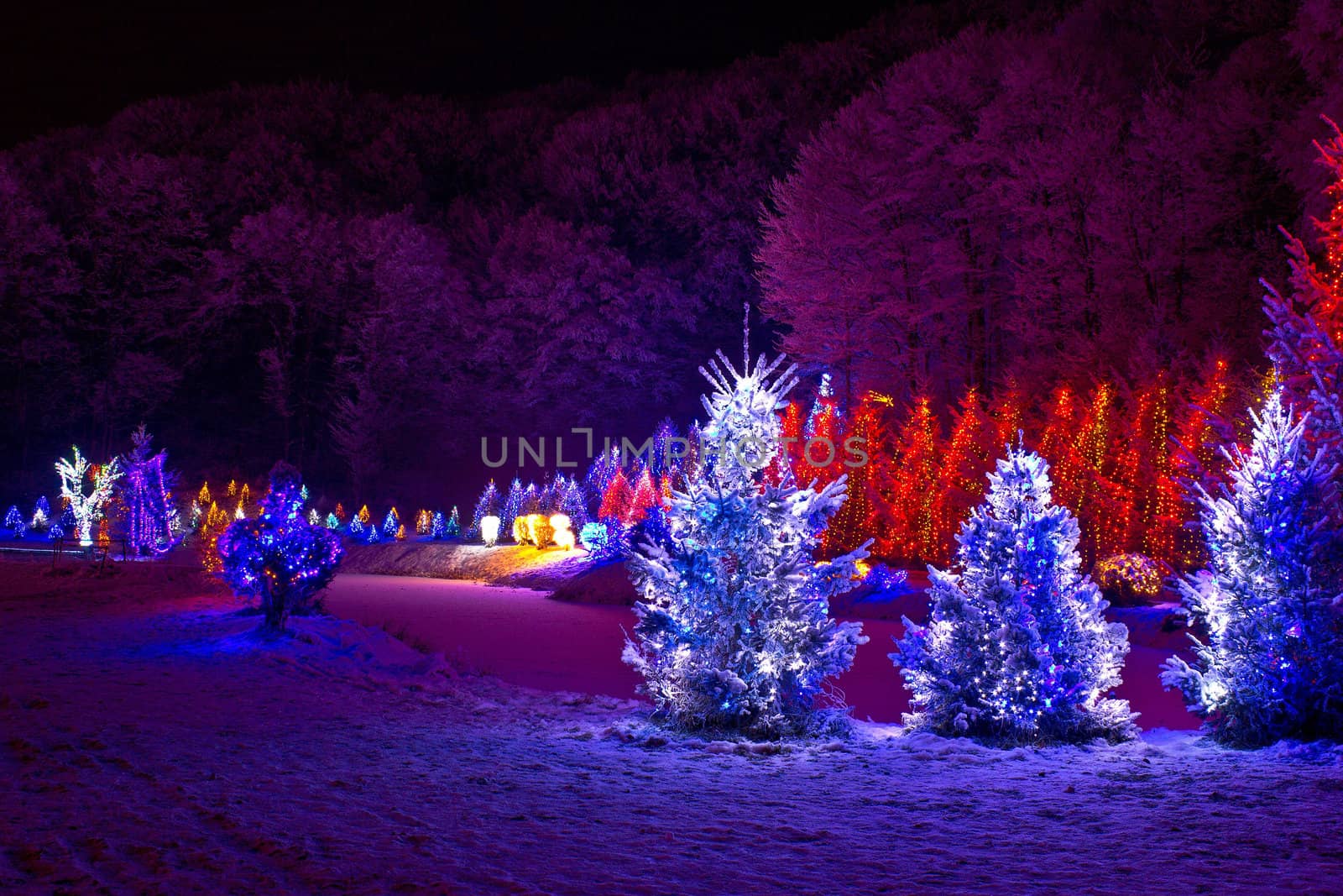 christmas fantasy - pine trees in x-mas lights, Cazma, Croatia