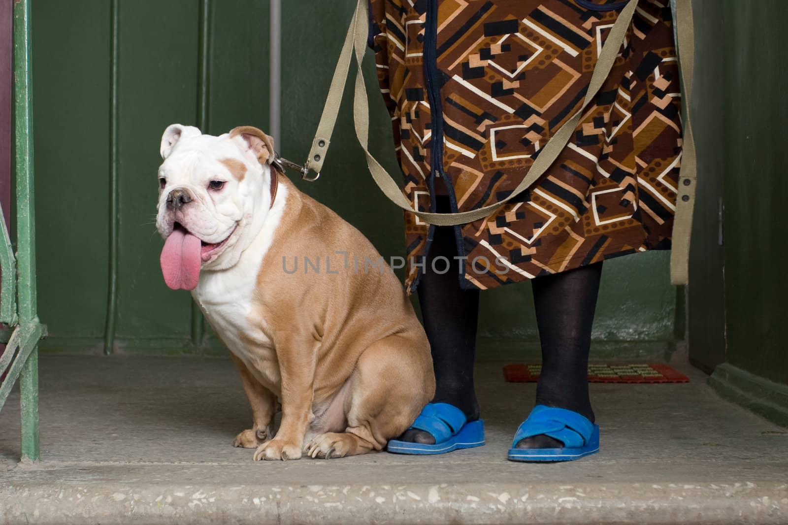 bulldog on  lead which holds the elderly woman