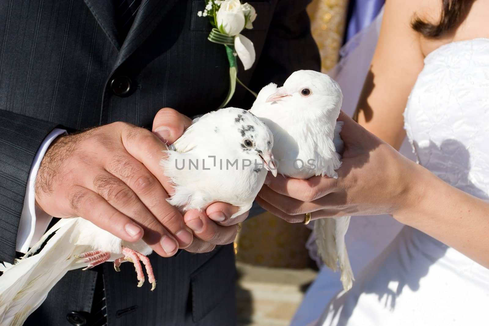 two white pigeons in hands of a bride and groom
