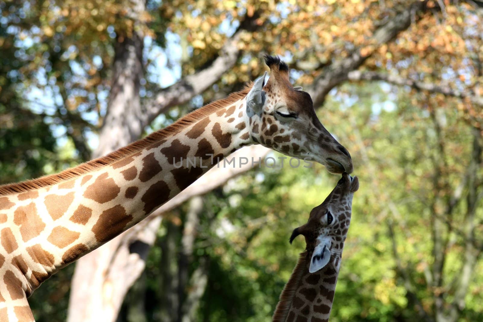 Mother and baby giraffes kiss