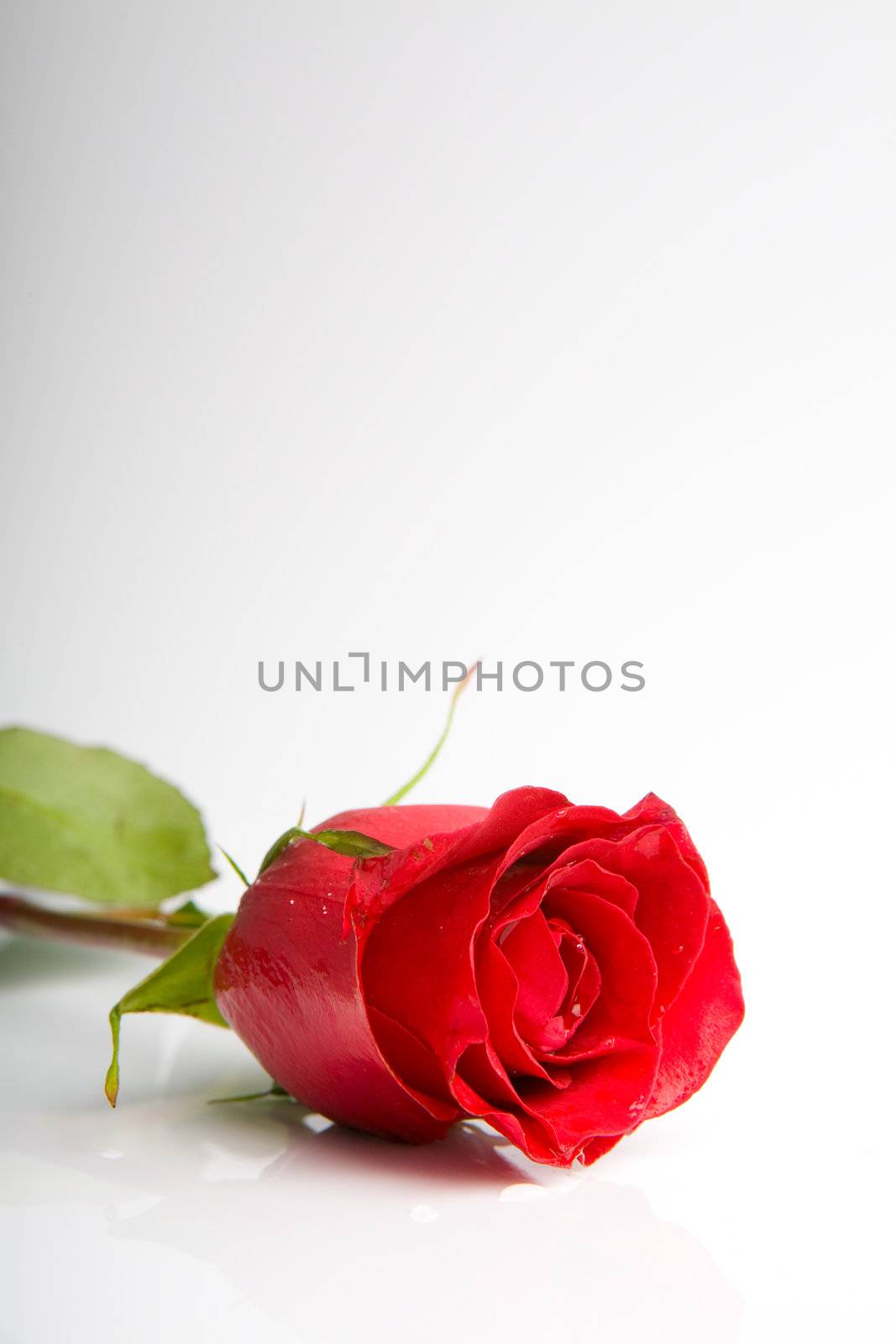 flower of love by vsurkov
