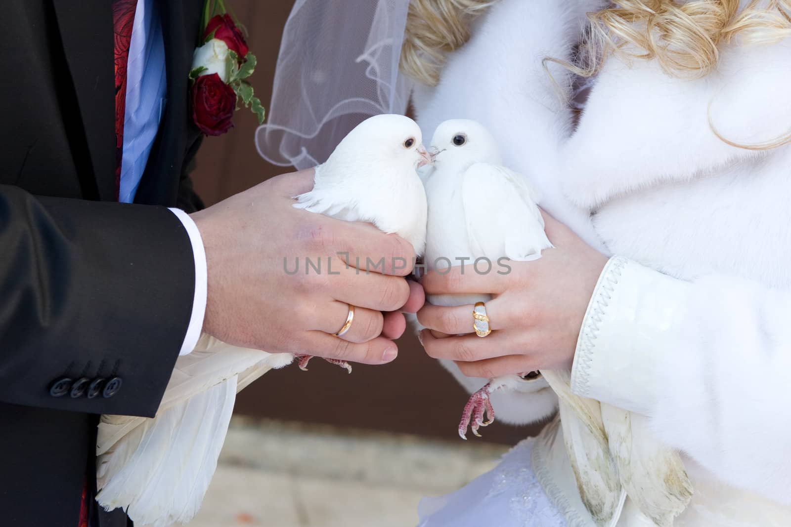 white pigeons in the hands of the bride and groom