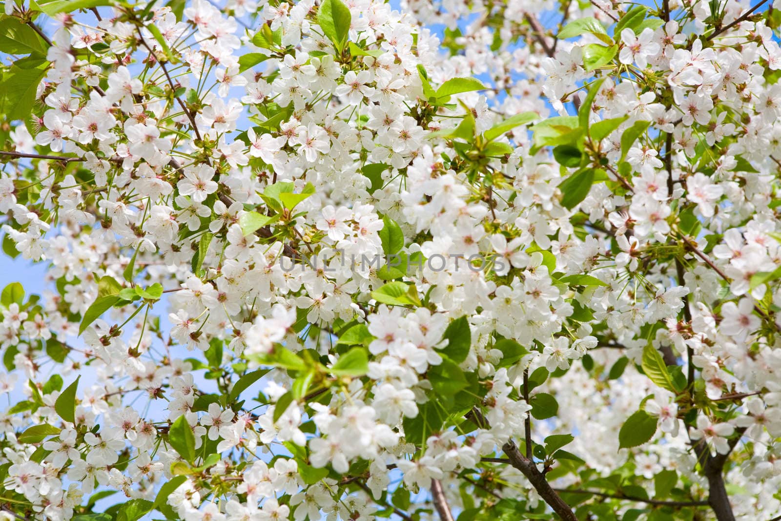 white flowers of apple-tree by vsurkov