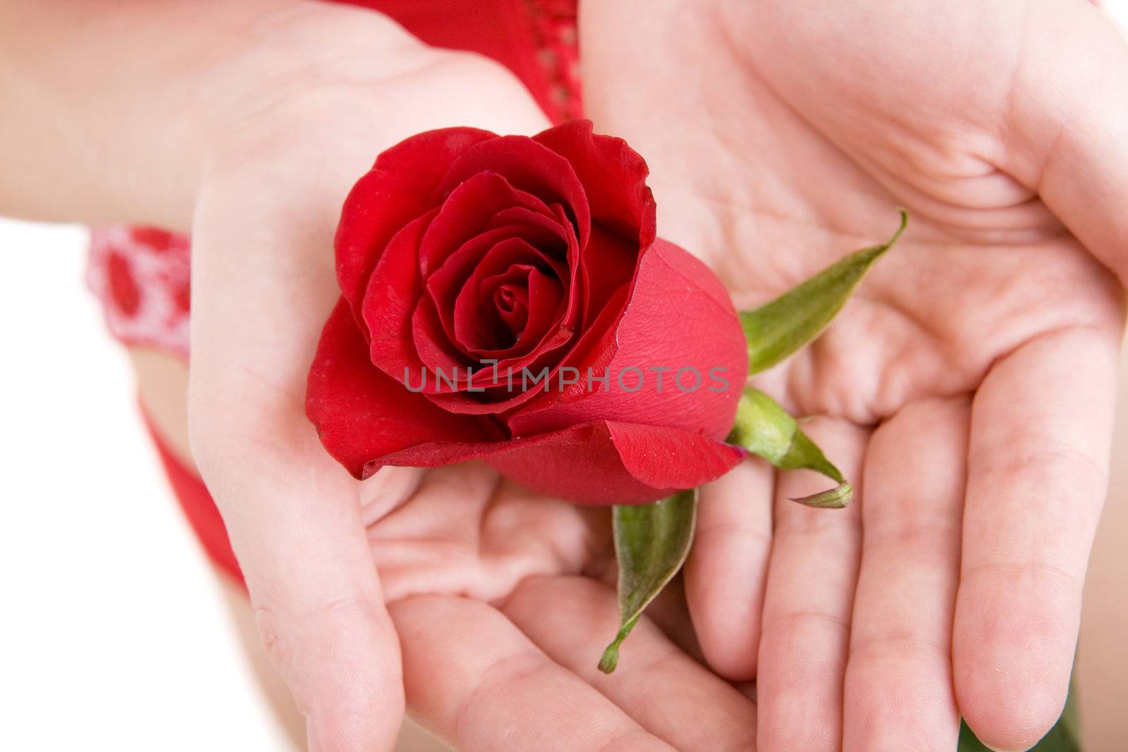 rose in hands of the girl