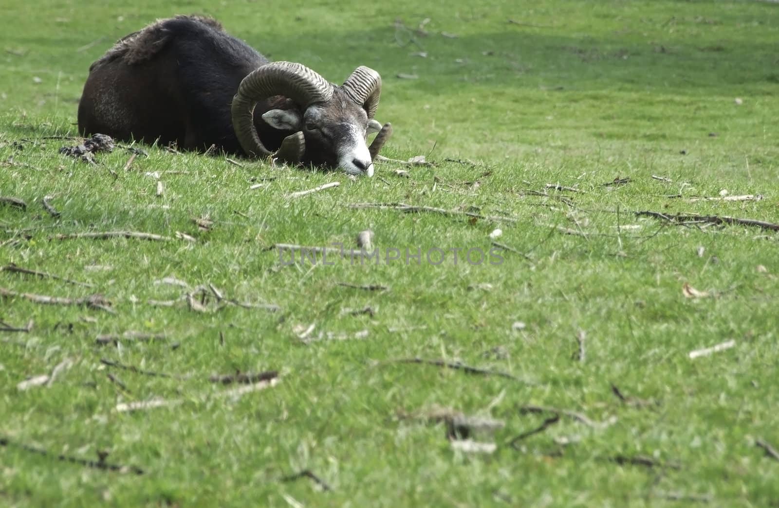 Mouflon on the grass by whiteowl