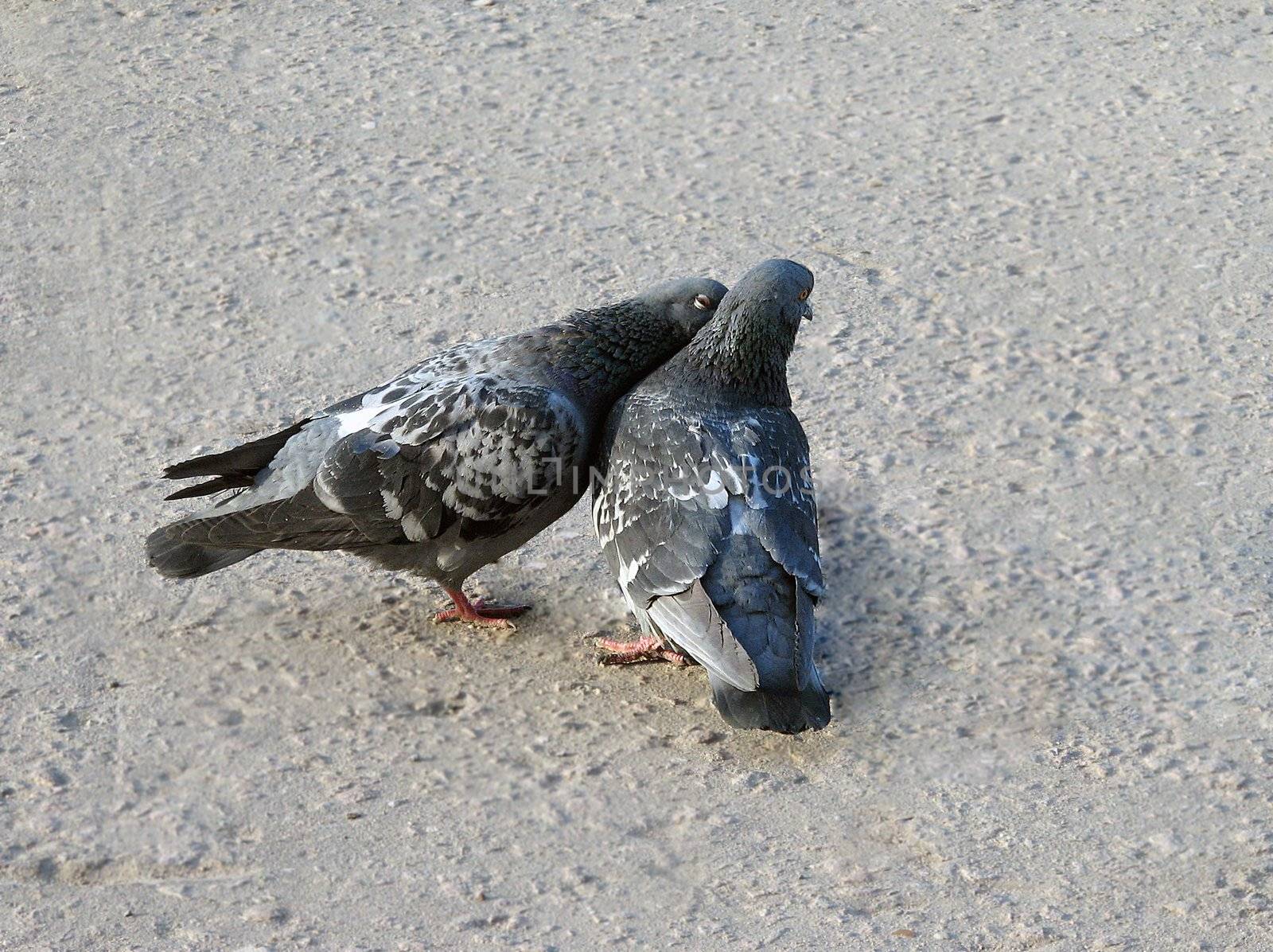 The two pigeons chatting secretly like people do