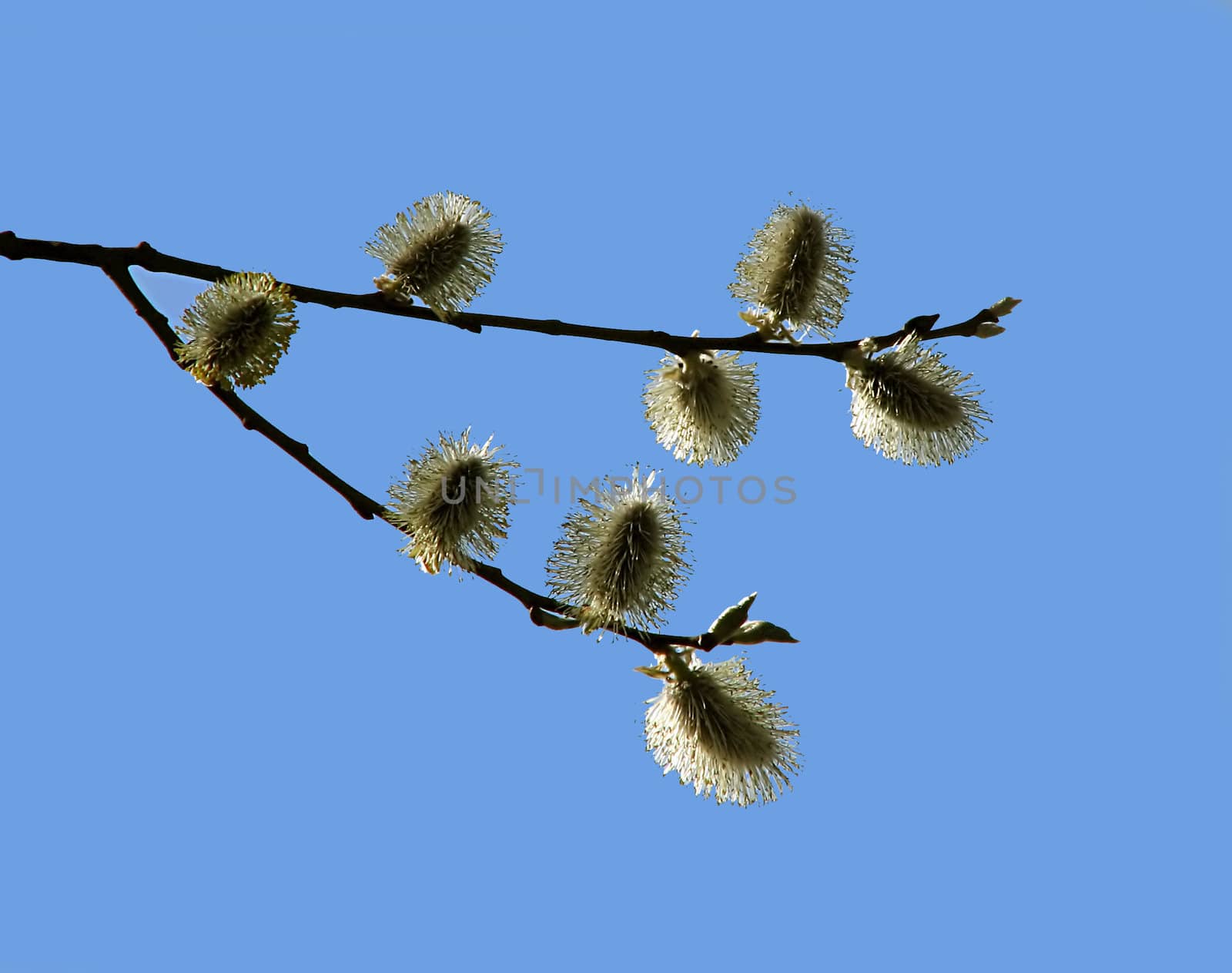 Flowering pussy-willow in spring against the blue sky