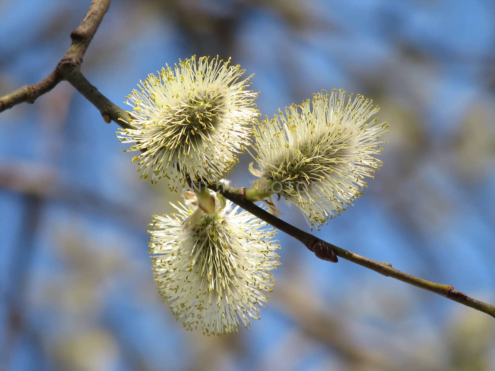 Flowering pussy-willow in spring against the blue sky