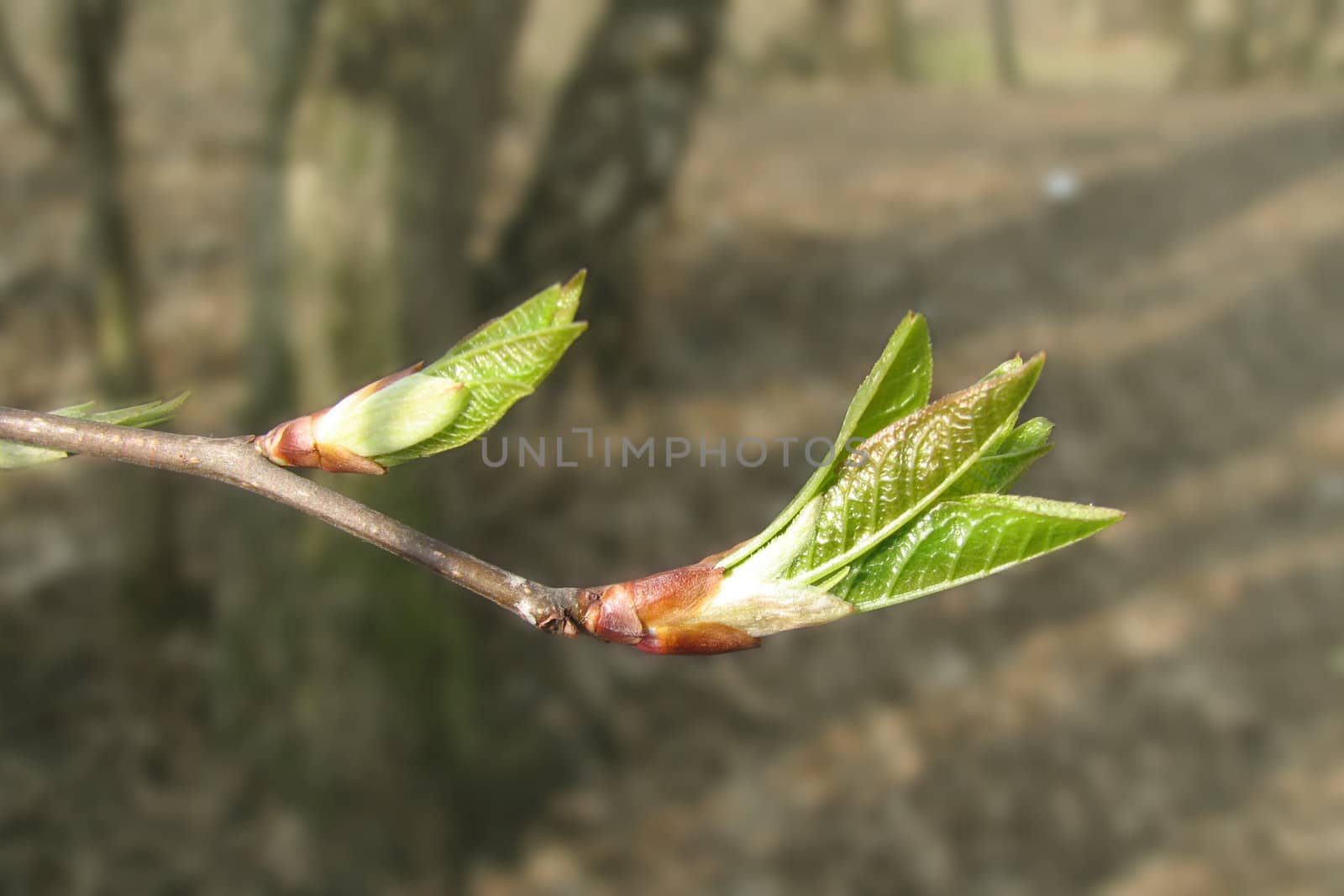 The close-up of young leaves in the spring
