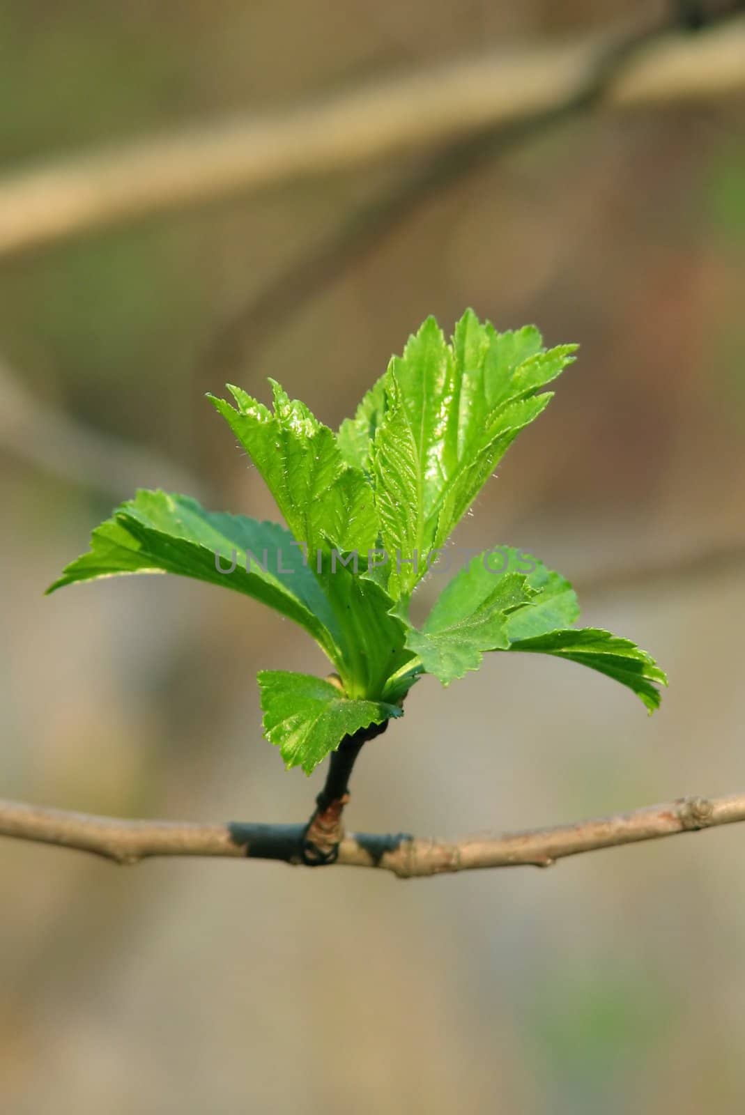 The close-up of young leaves in the spring