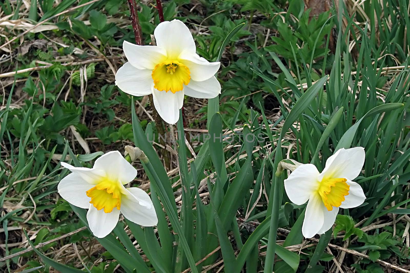 White narcissi on green grass