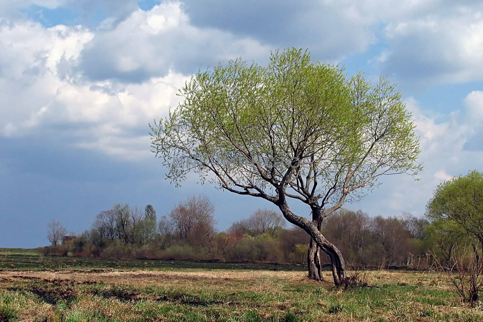 A couple of trees against the cloudy sky before a thunderstorm