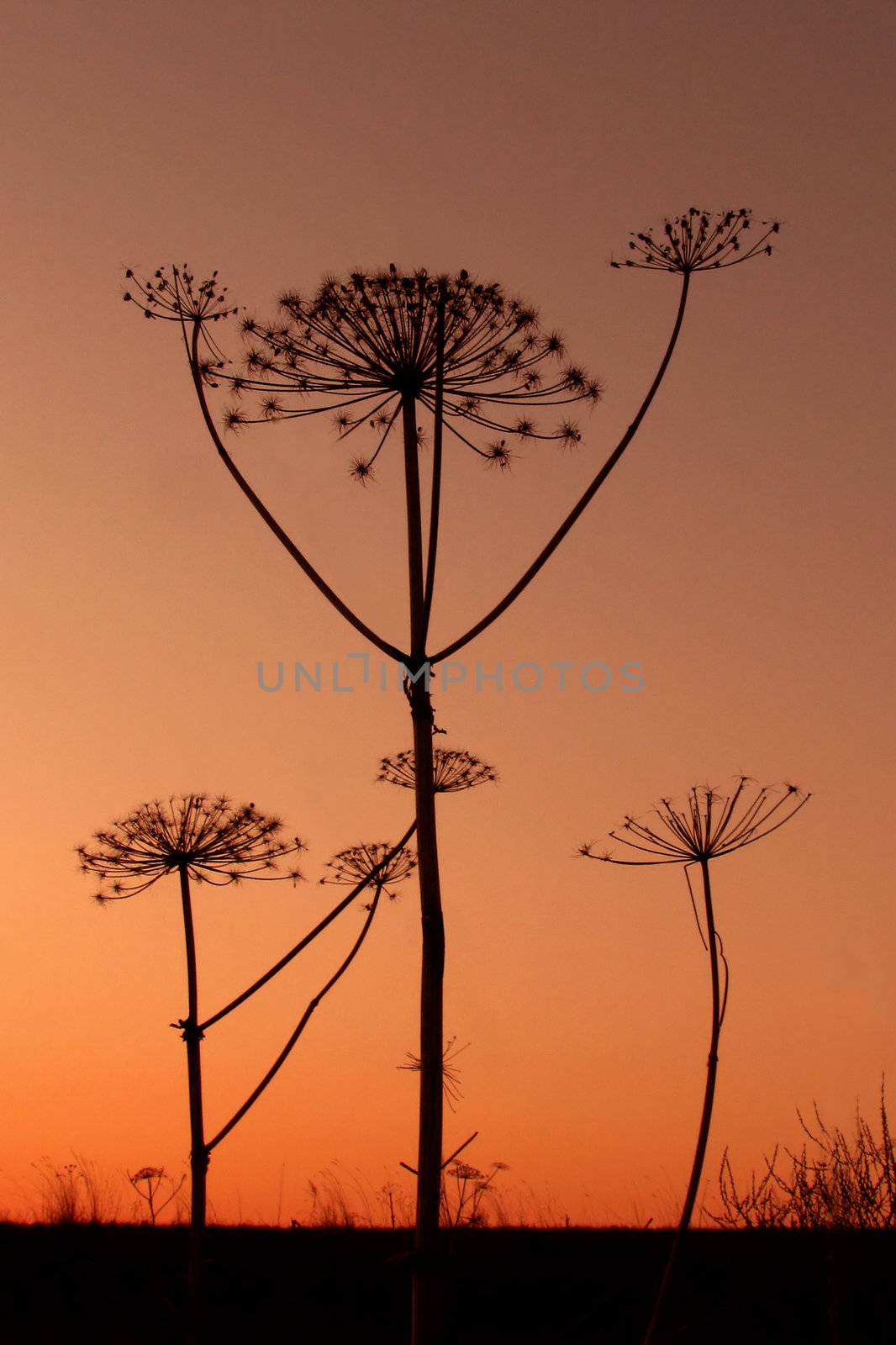 Silhouettes of huge corn-parsnips in the sunset