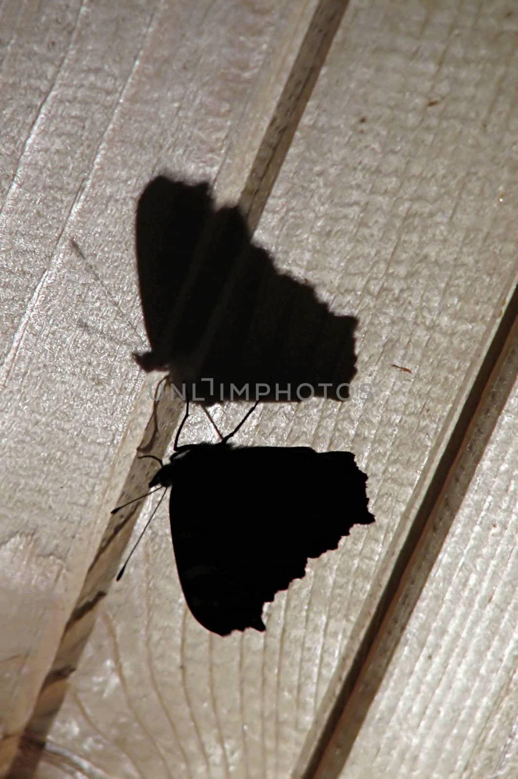 The butterfly's silhouette and it's shadow