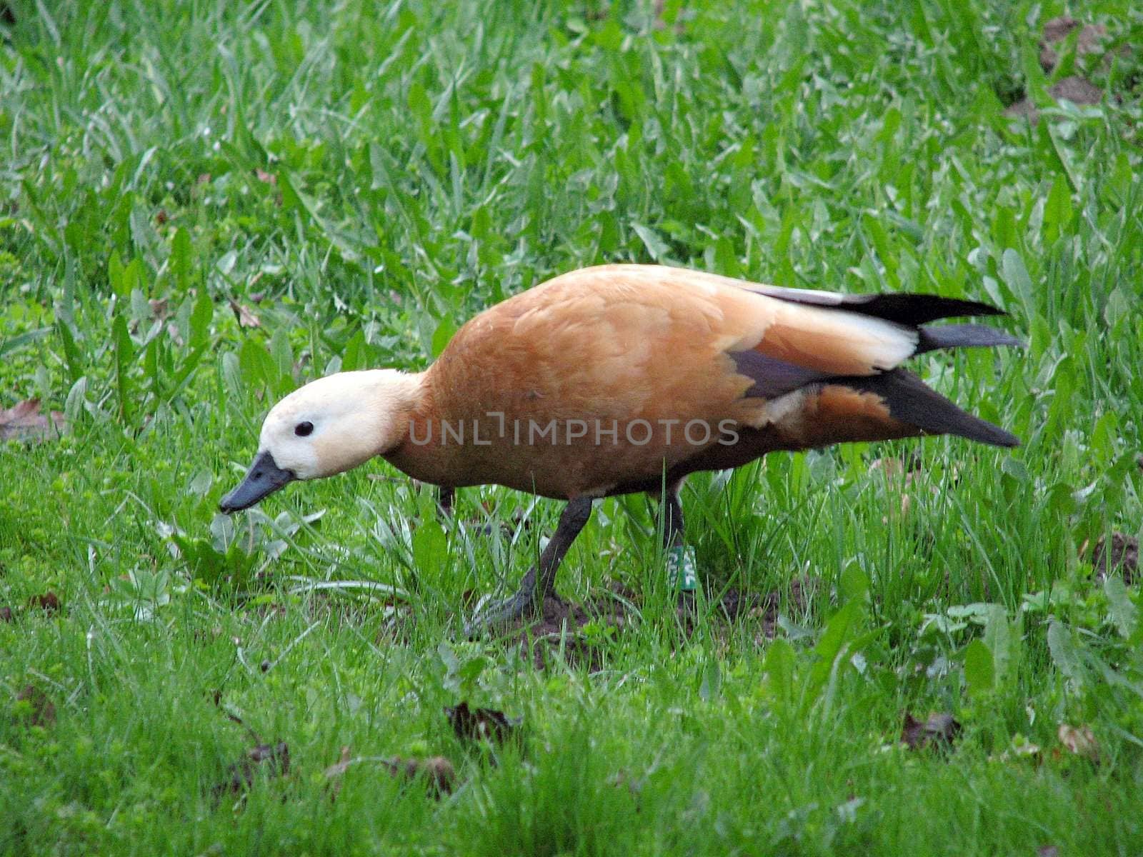 The sheldduck standing in the grass near a lake