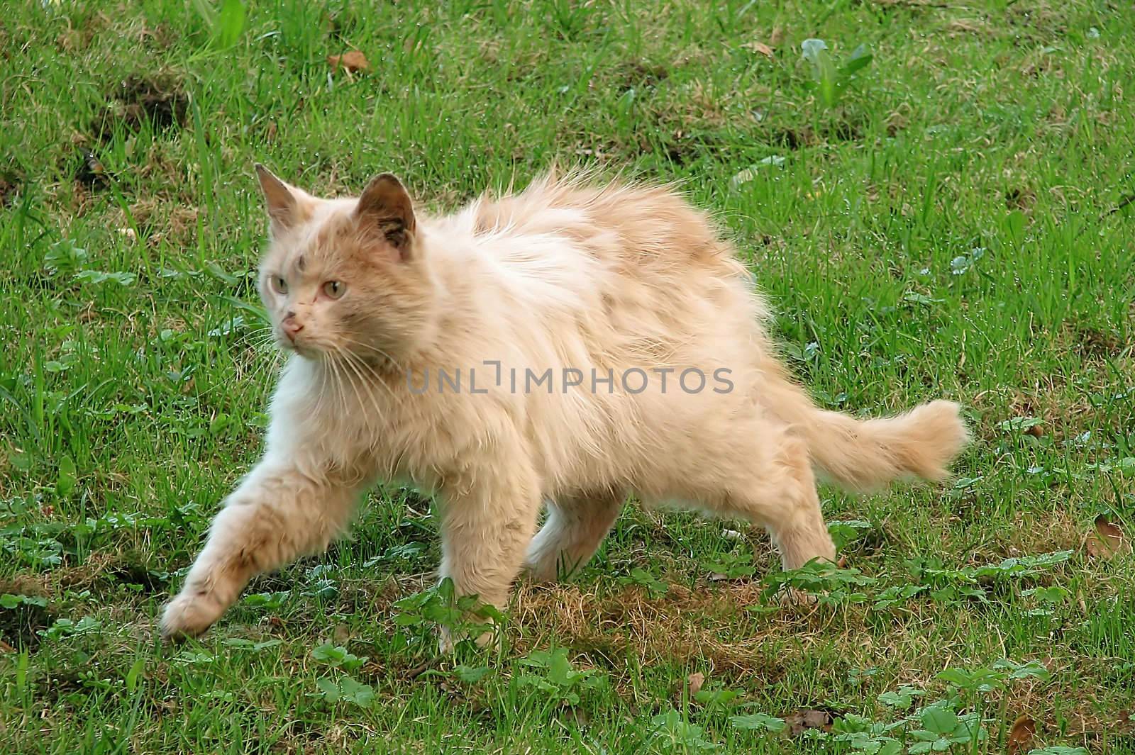 Wild ginger cat on a lawn