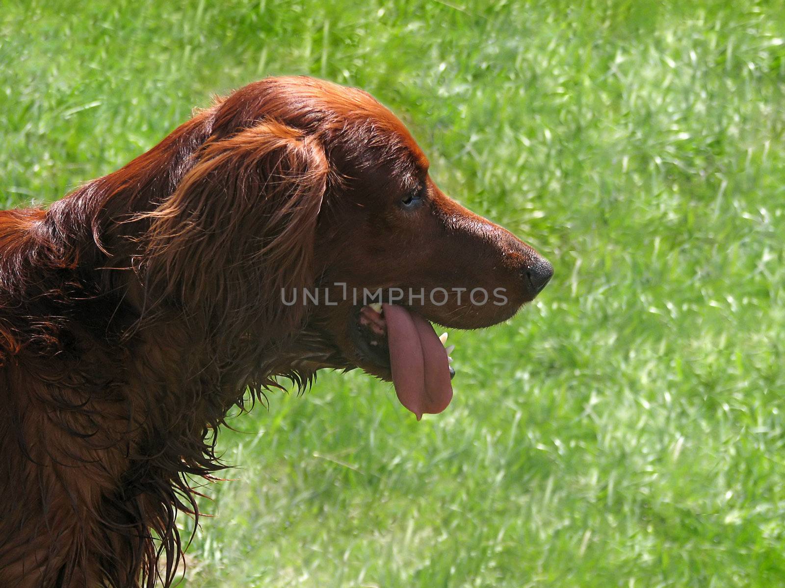 The smiling face of an Irish setter